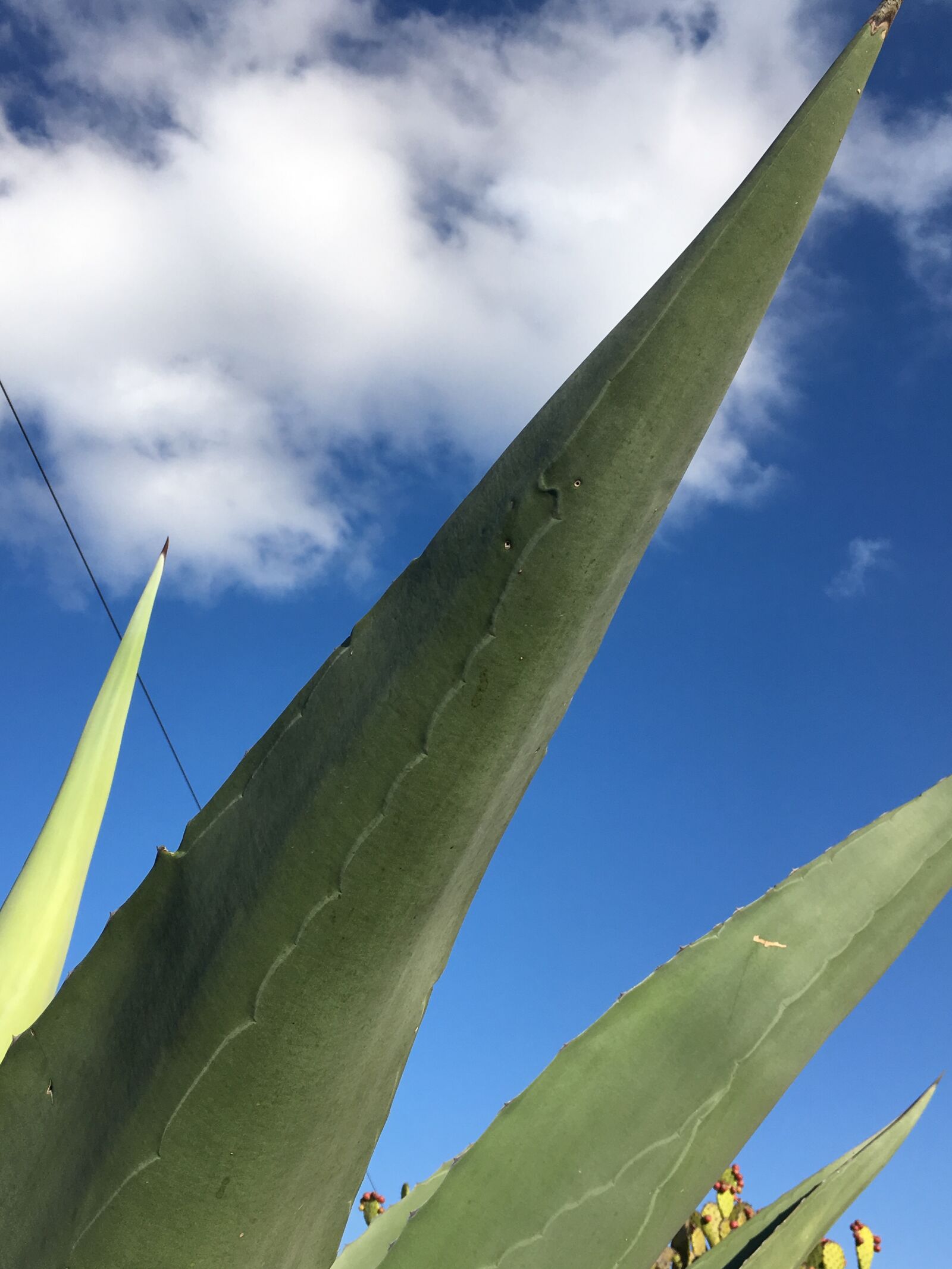 Apple iPhone SE sample photo. Blue, sky, cactus, plant photography