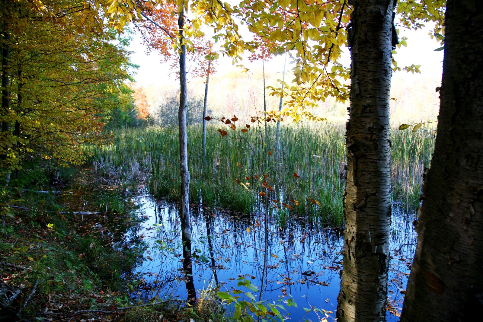 Canon EOS 5D sample photo. Wetlands photography