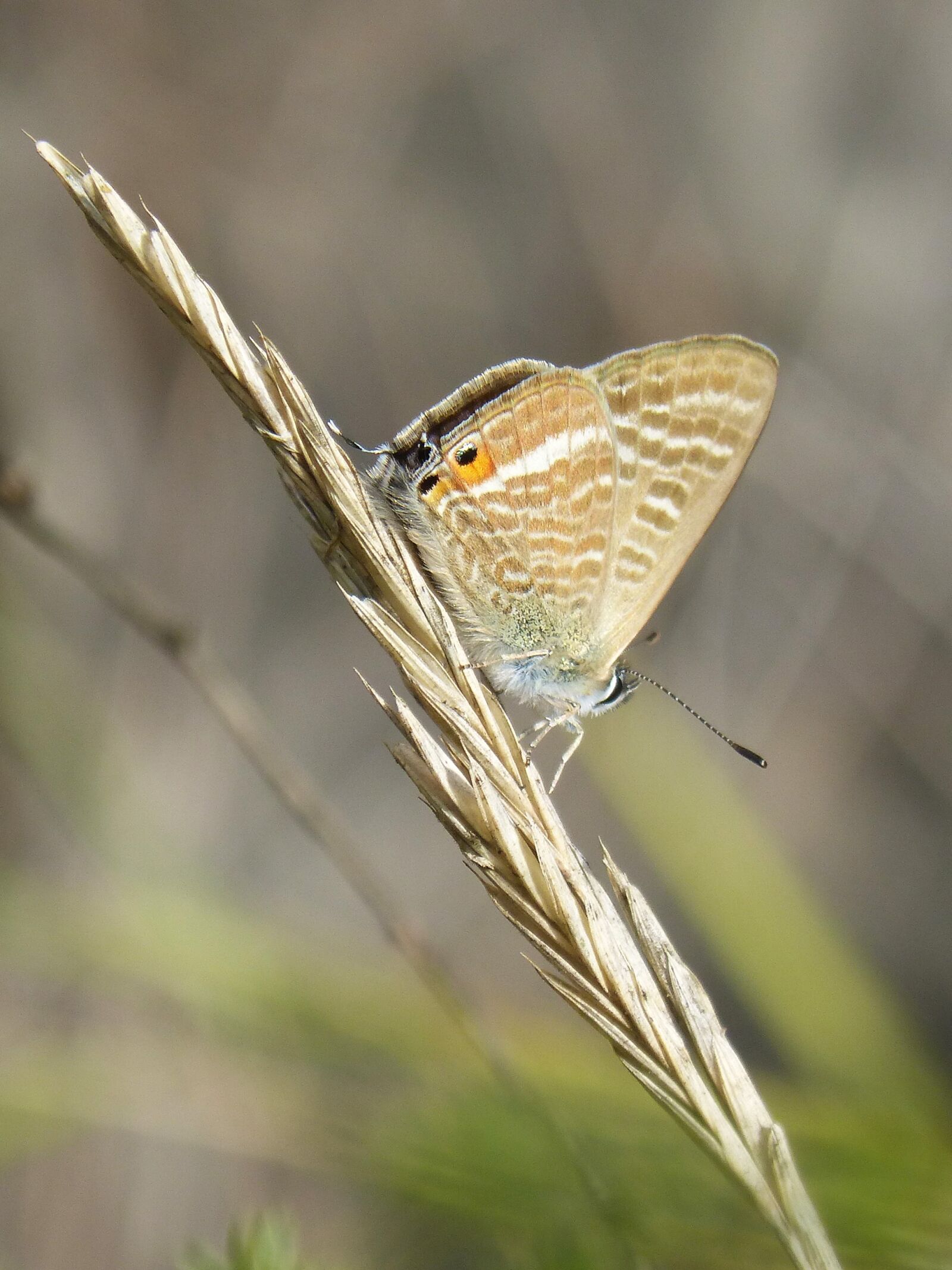 Panasonic DMC-FZ62 sample photo. Butterfly, teenindusega boeticus, blaveta photography