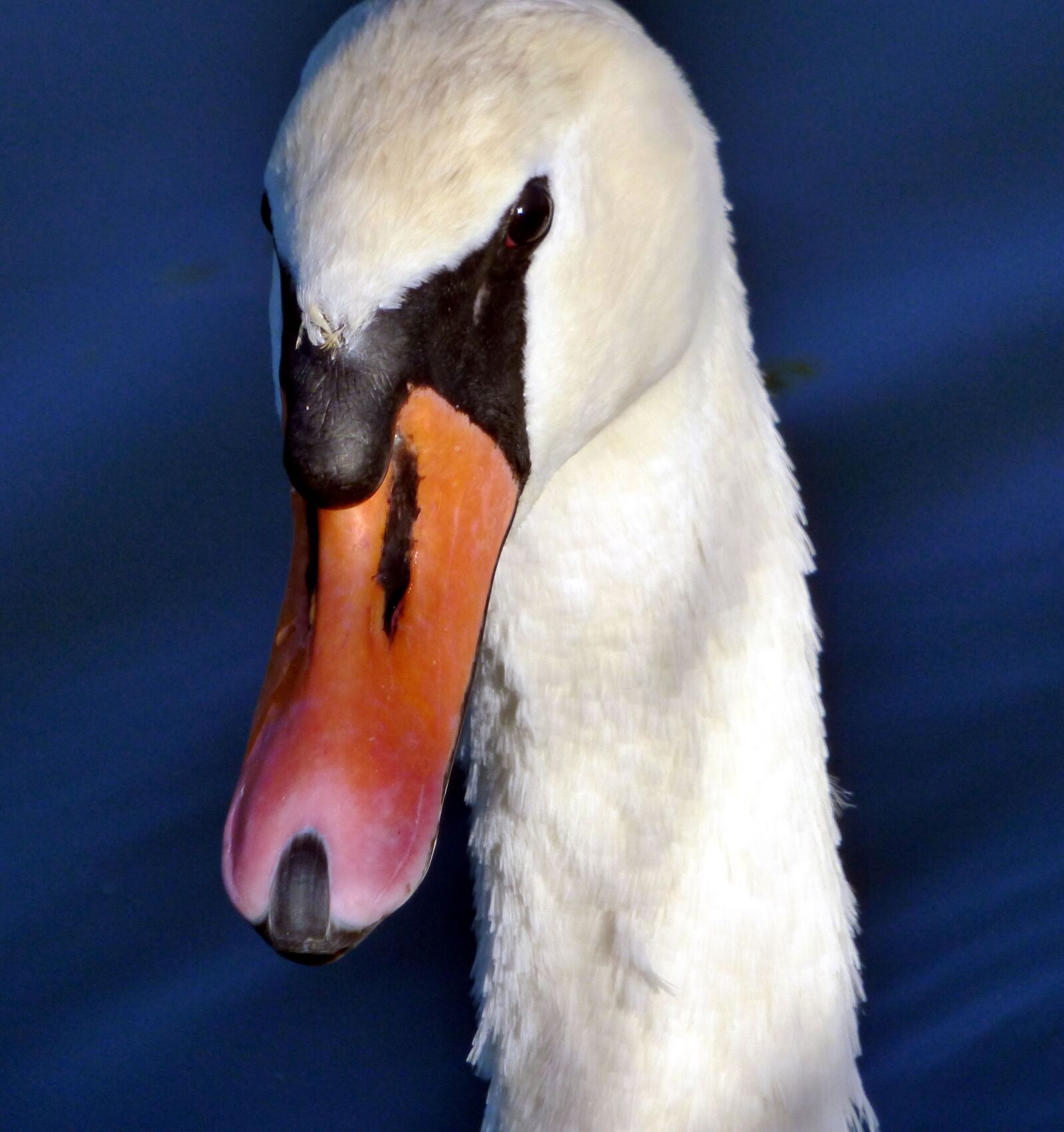 Panasonic DMC-FZ72 sample photo. Swan, head, beak photography