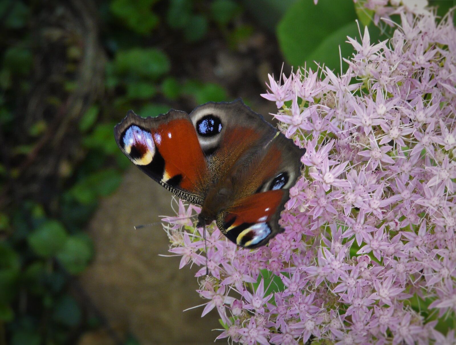 Panasonic DMC-FZ18 sample photo. Butterfly, summer, colored photography