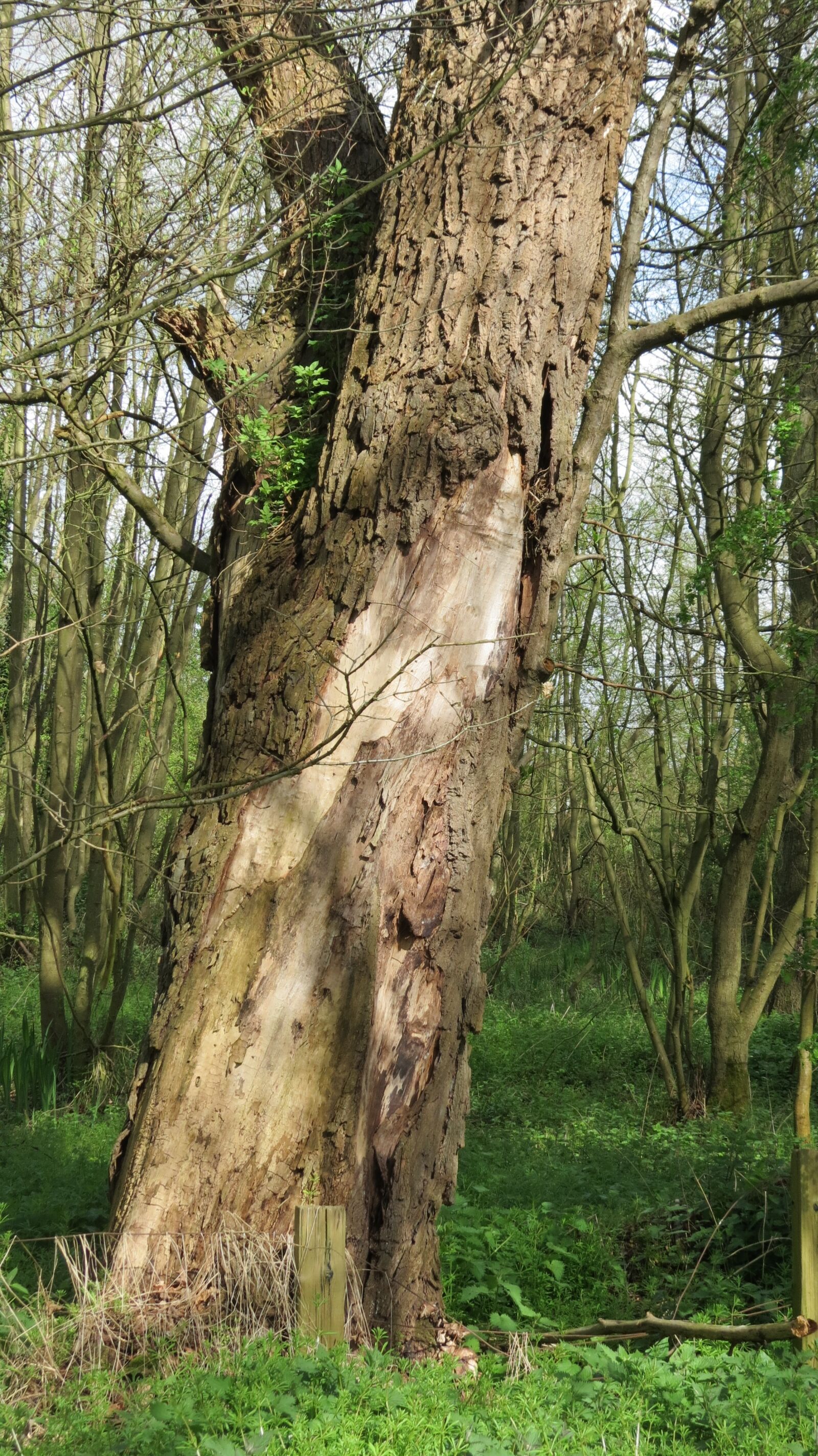 Canon PowerShot SX40 HS sample photo. Tree, woods, nature photography