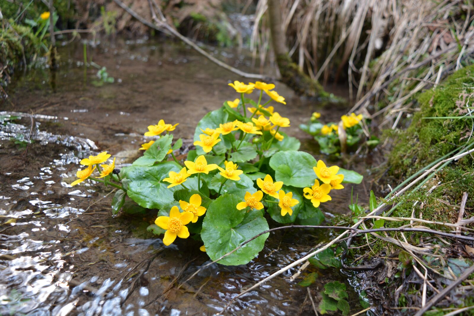 Nikon D5200 sample photo. Flower, nature, marsh marigold photography