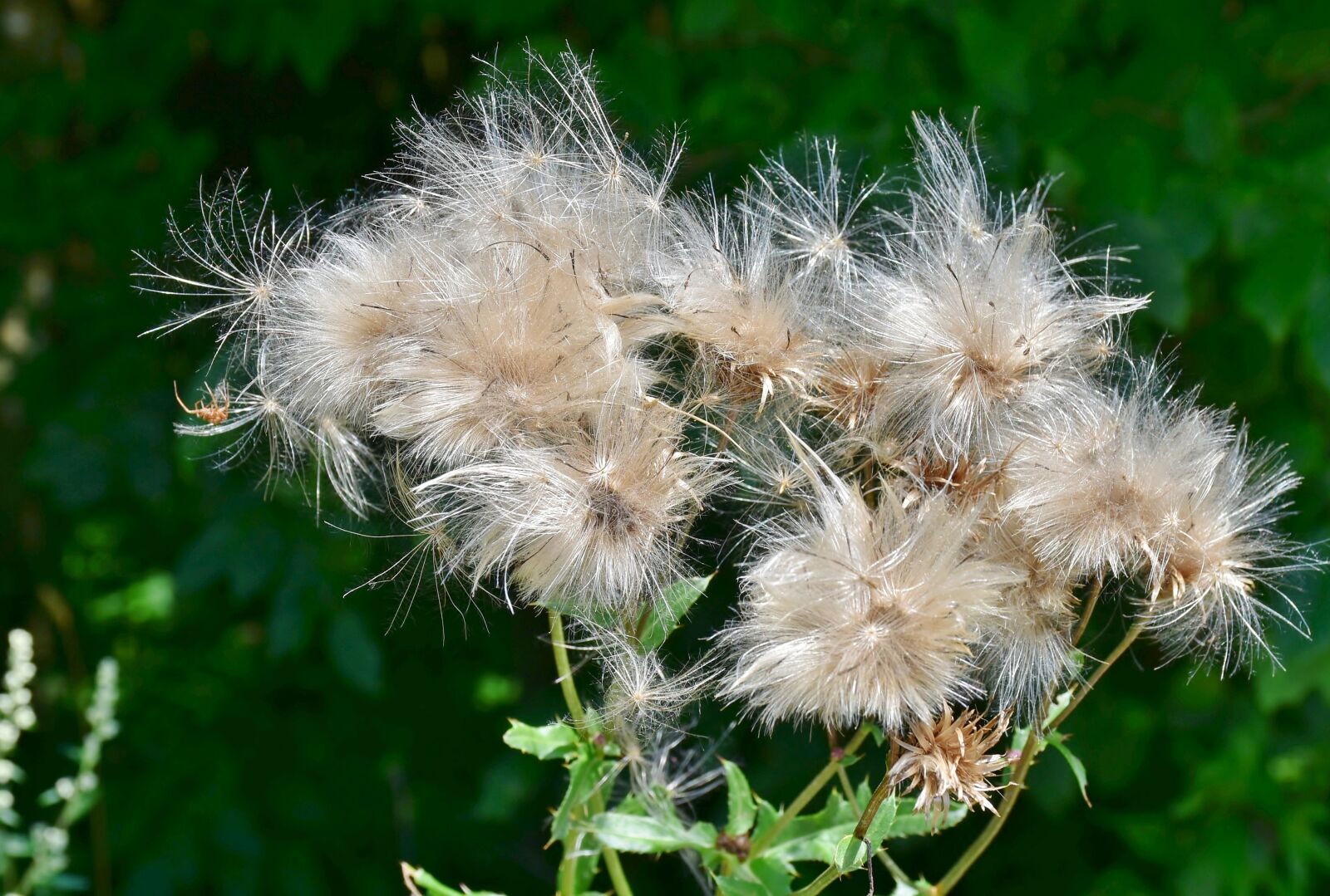 Nikon D7200 sample photo. Thistle, pappus, flower coronary photography
