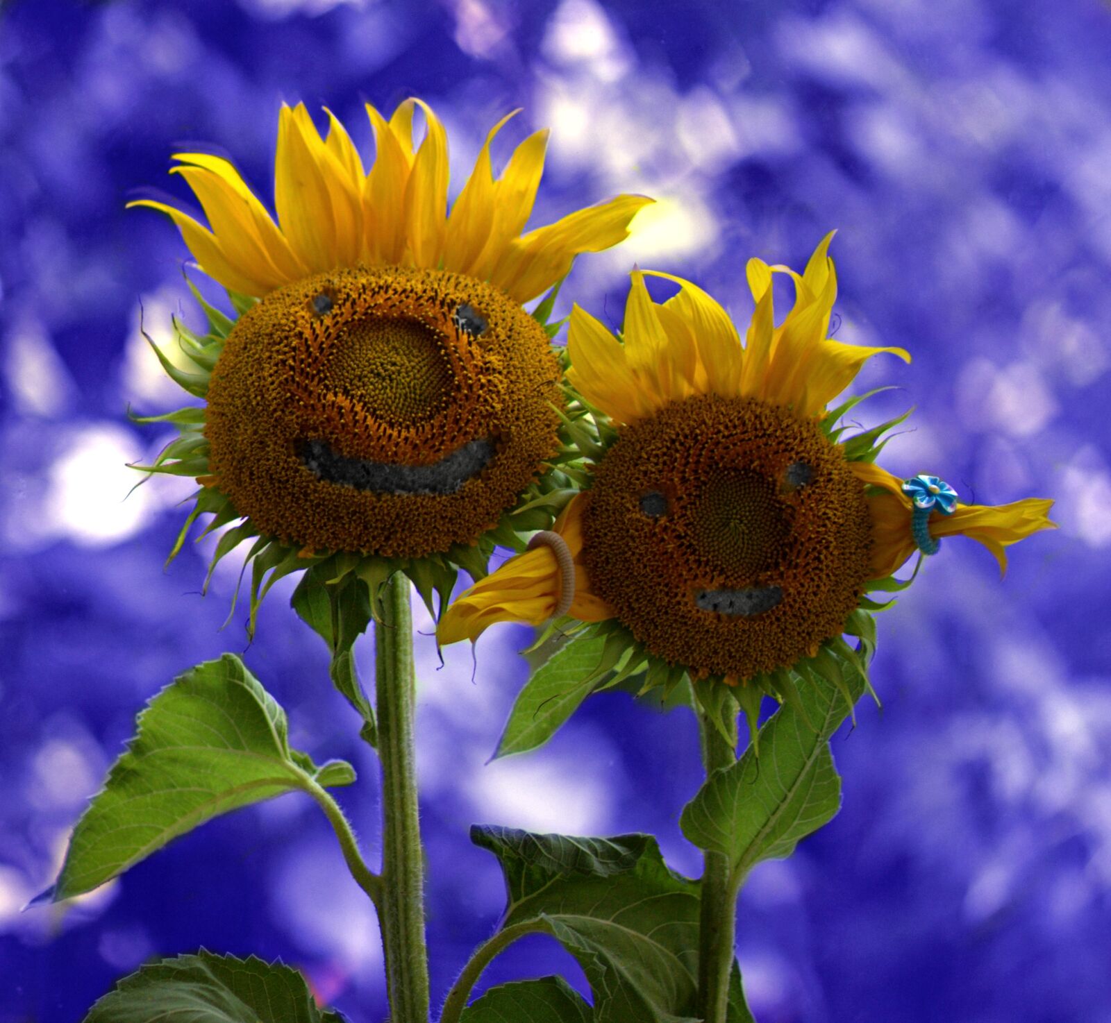 Canon EOS 700D (EOS Rebel T5i / EOS Kiss X7i) + Canon EF 85mm F1.8 USM sample photo. Sunflower, two, pair photography