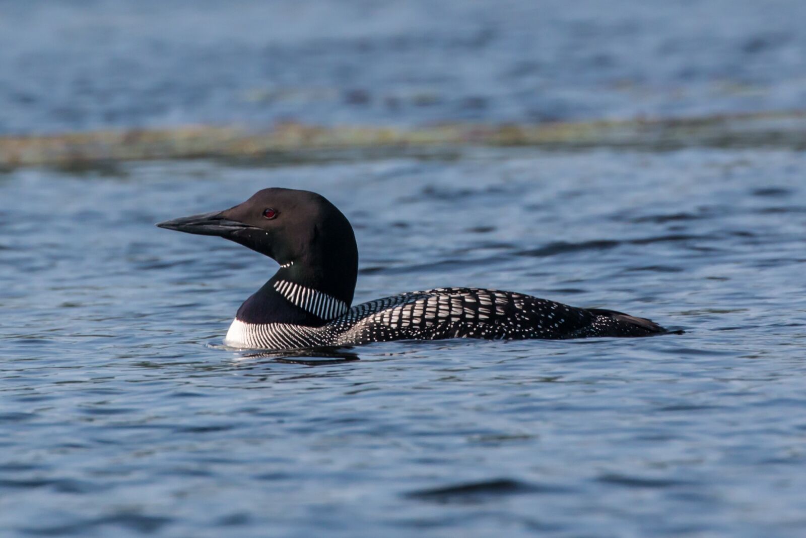 Canon EOS 70D + Canon EF 100-400mm F4.5-5.6L IS II USM sample photo. Loon, lake, bird photography