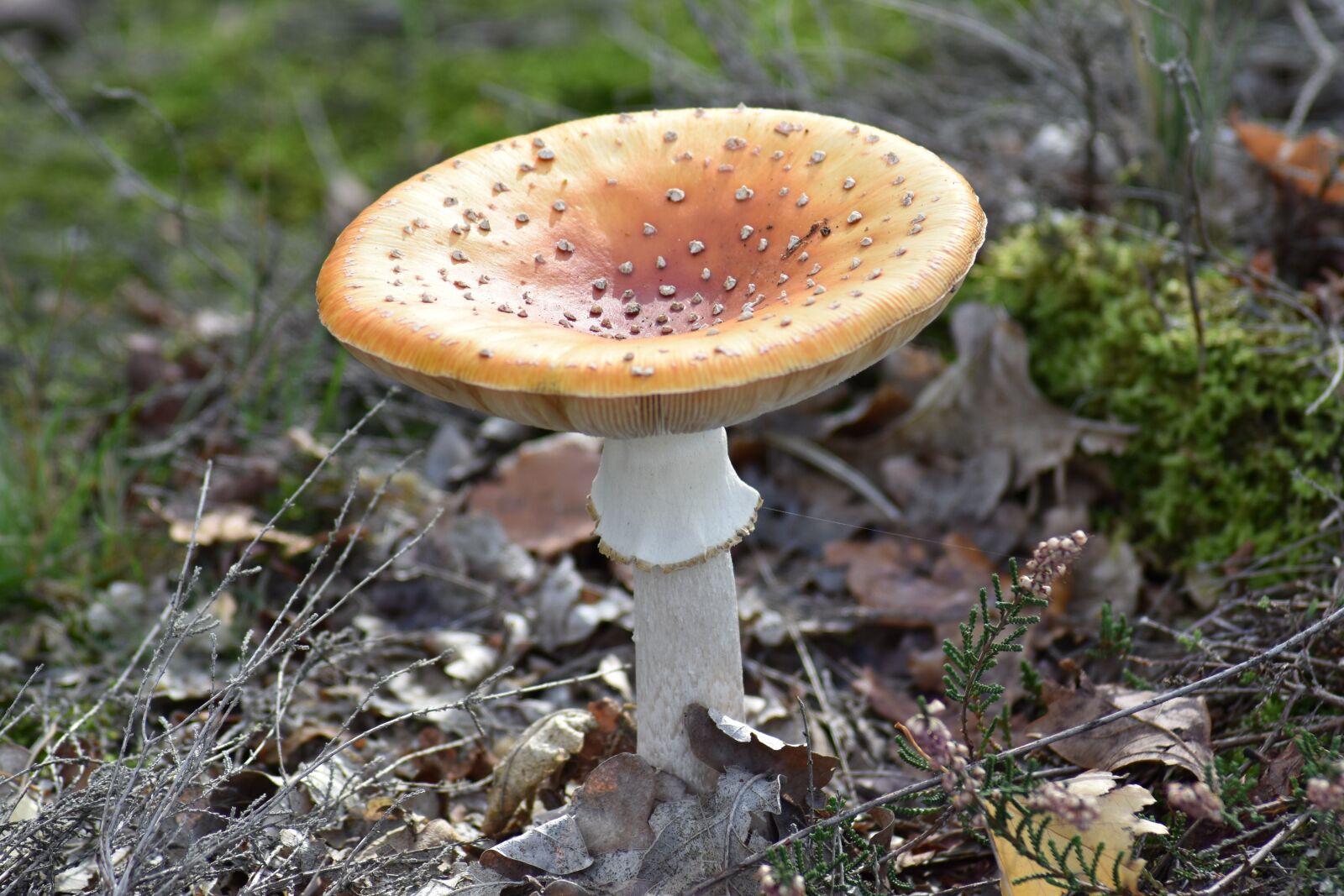 Nikon D3500 sample photo. Agaric, autumn, toxic photography