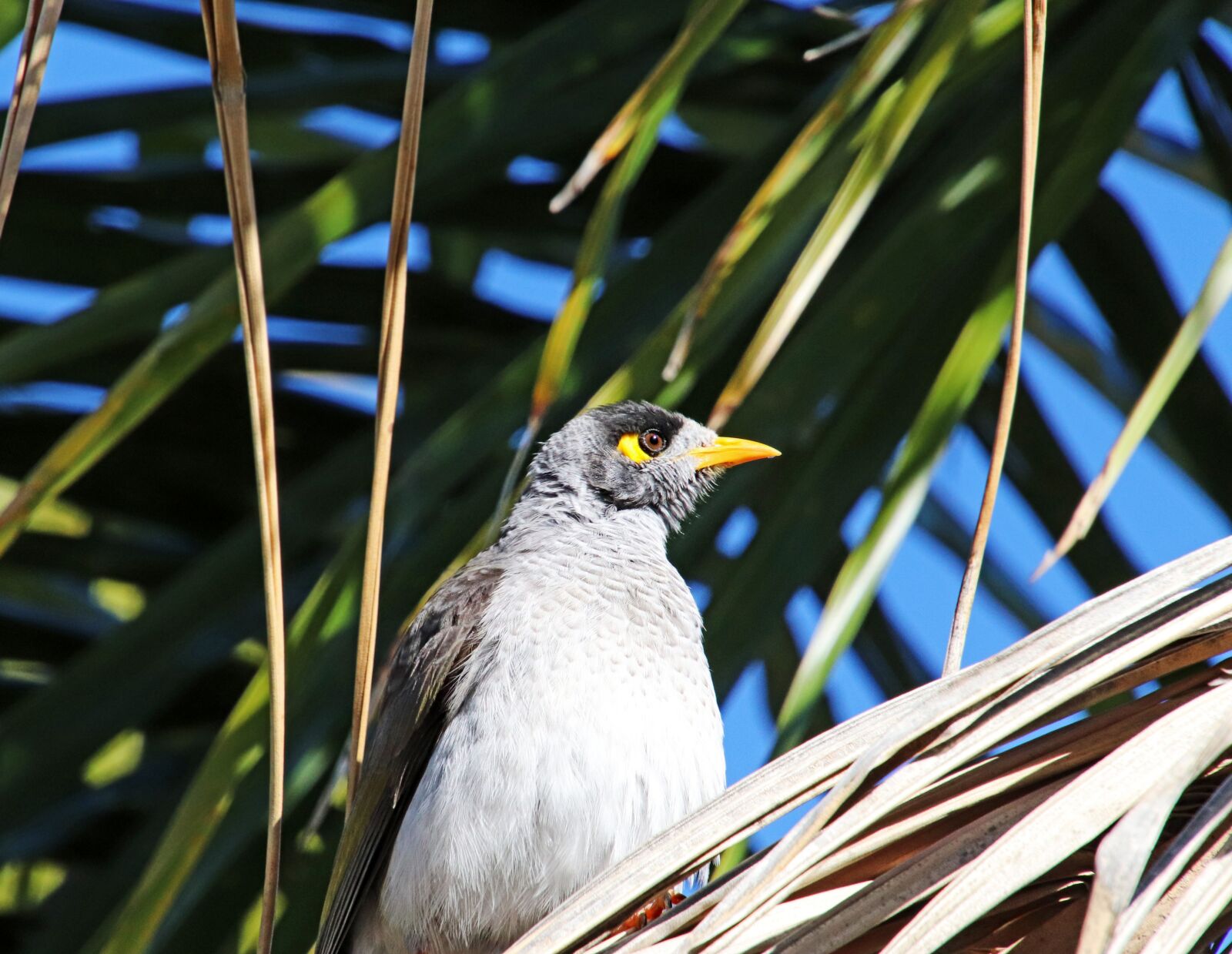 Canon EOS 800D (EOS Rebel T7i / EOS Kiss X9i) sample photo. Bird, noisy miner, wildlife photography