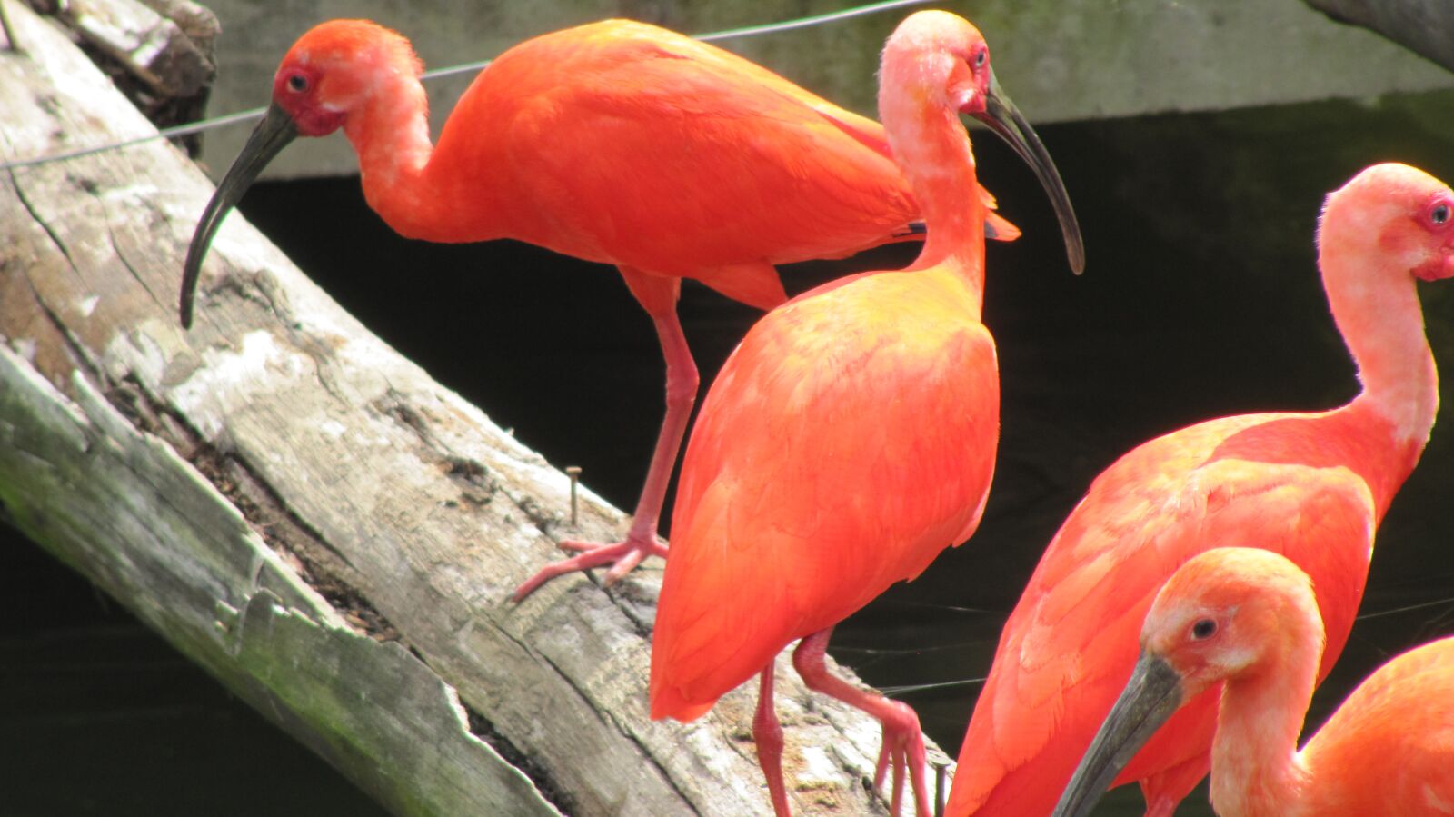 Canon PowerShot SX200 IS sample photo. Flamingo, bird, animal photography