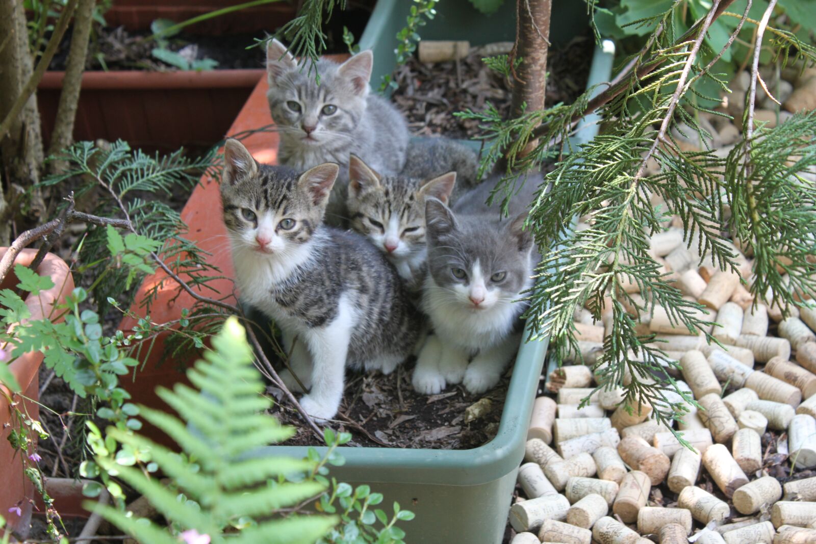 Canon EOS 500D (EOS Rebel T1i / EOS Kiss X3) sample photo. Animals, kittens, scope photography