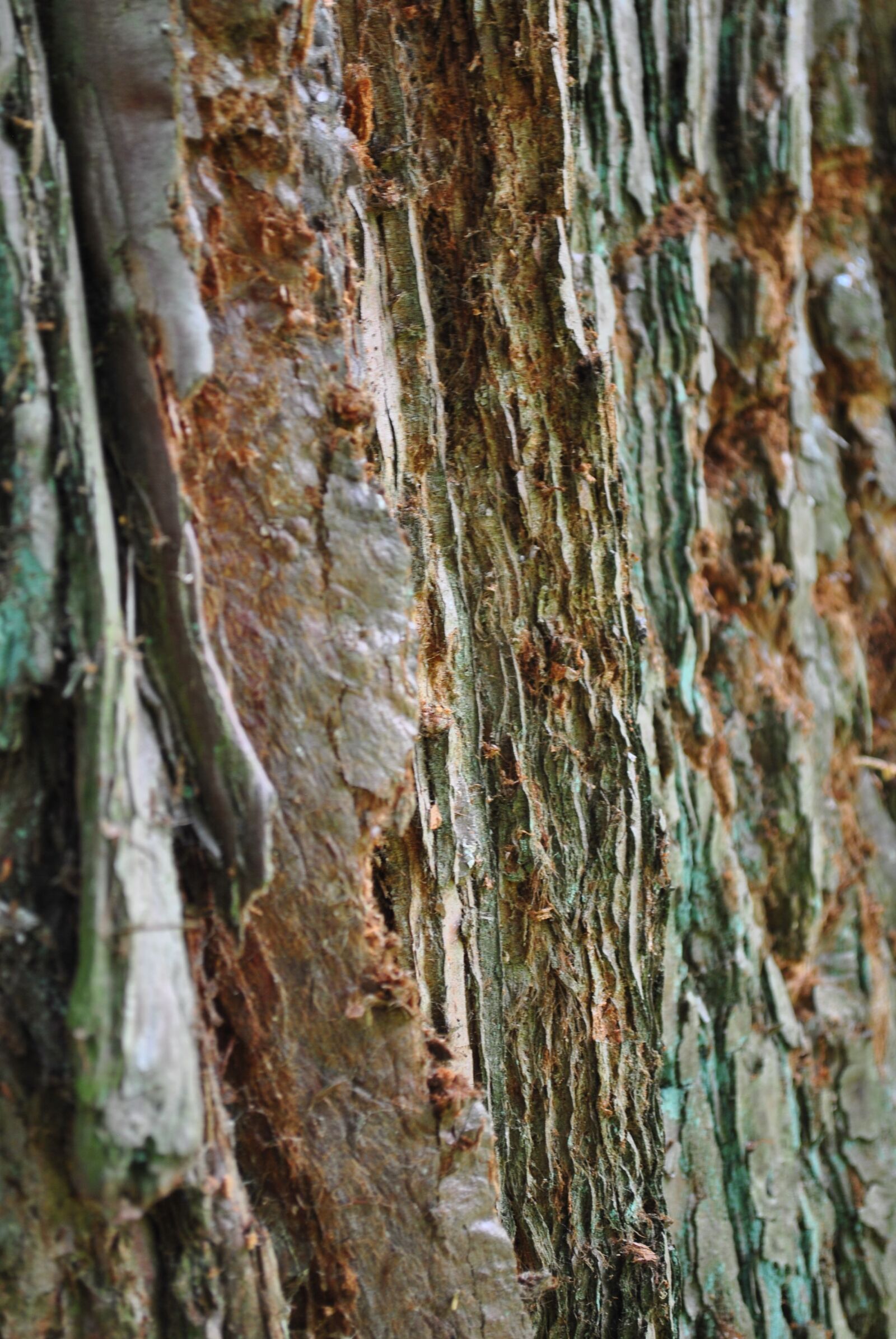 Nikon D3000 sample photo. Nature, tree, bark photography