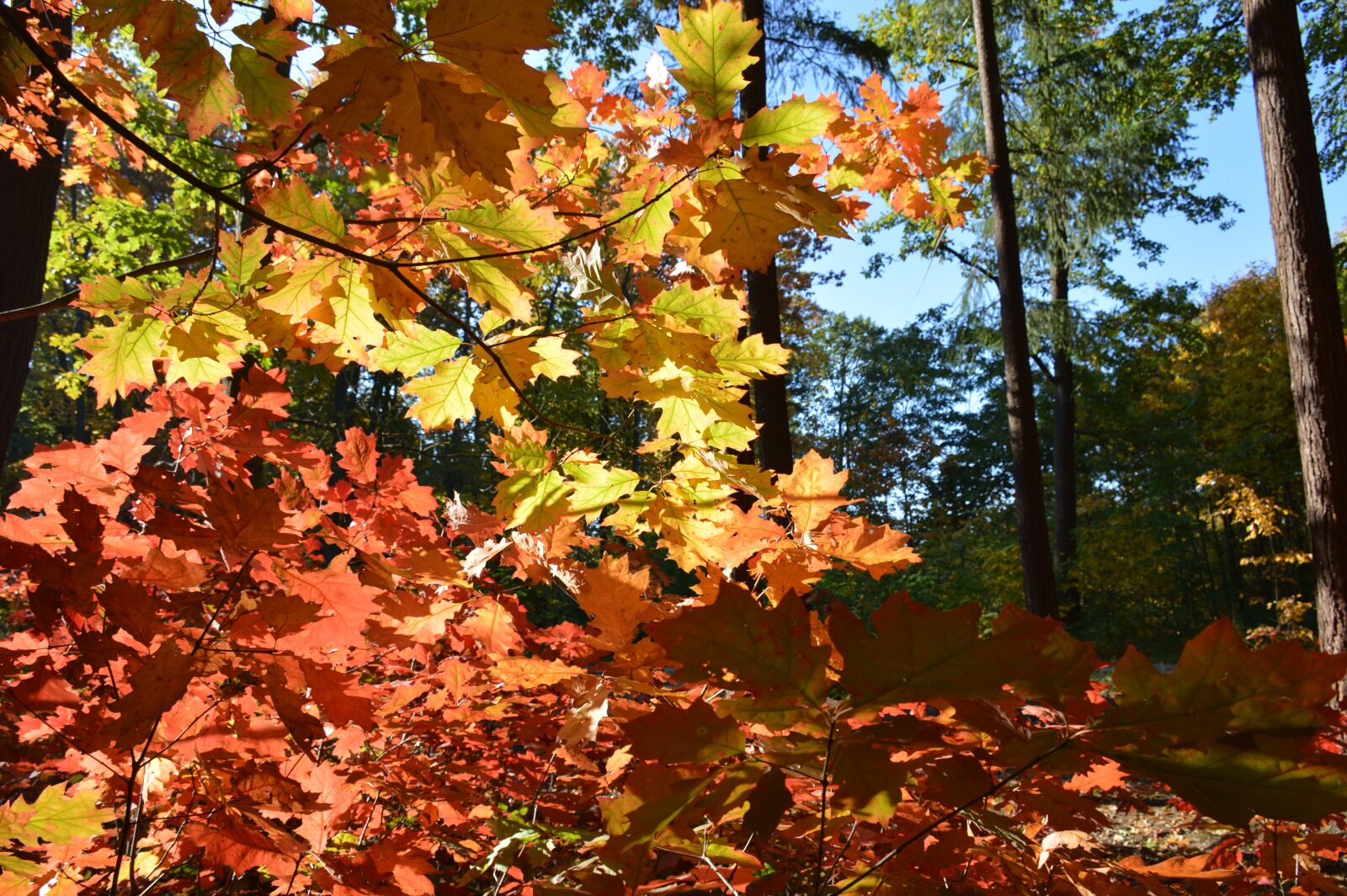 Nikon D3200 sample photo. Forest, autumn, colors photography