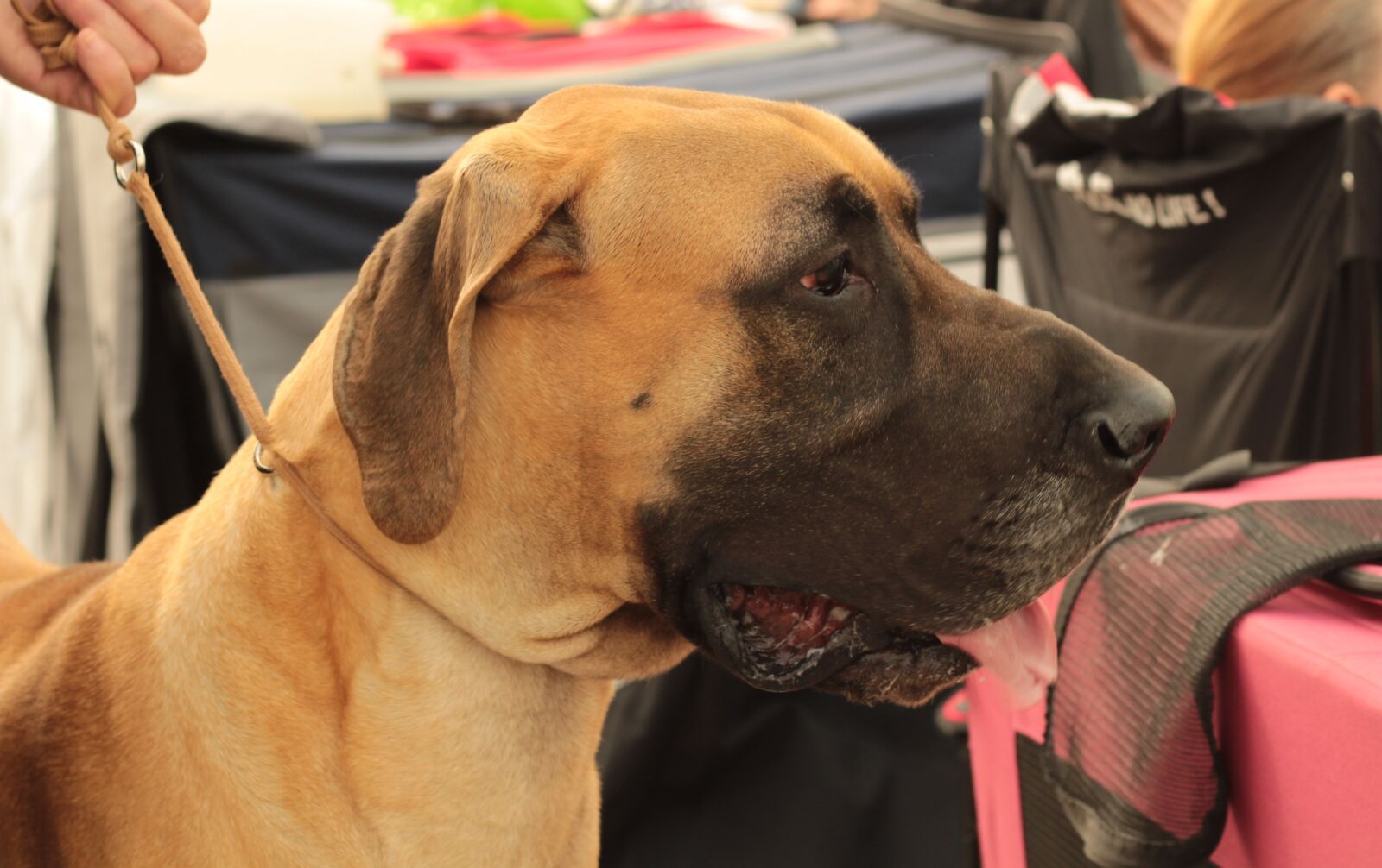 Canon EOS 600D (Rebel EOS T3i / EOS Kiss X5) + Canon EF 50mm F1.8 STM sample photo. Dog, large, pet photography