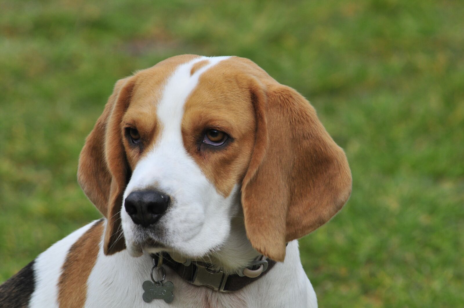 Nikon D300 sample photo. Beagle, friend, dog photography