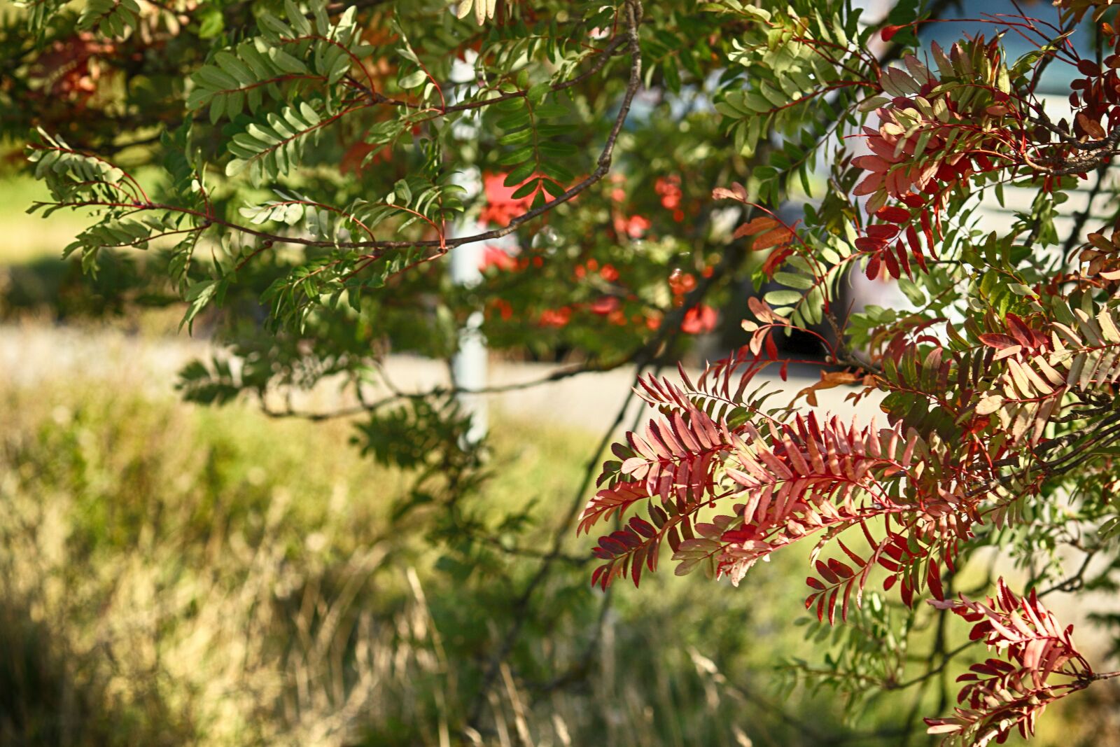 Canon EOS 7D Mark II + Canon EF 135mm F2L USM sample photo. Tree, autumn, leaves photography