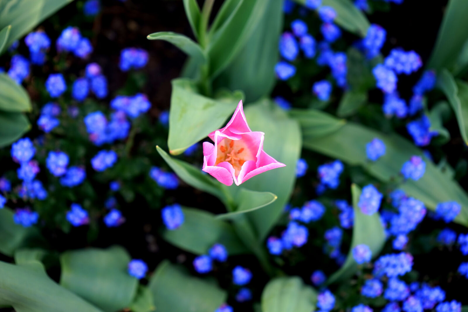 Sony a7 + Sony FE 28-70mm F3.5-5.6 OSS sample photo. Bloom, blooming, blossom, blur photography