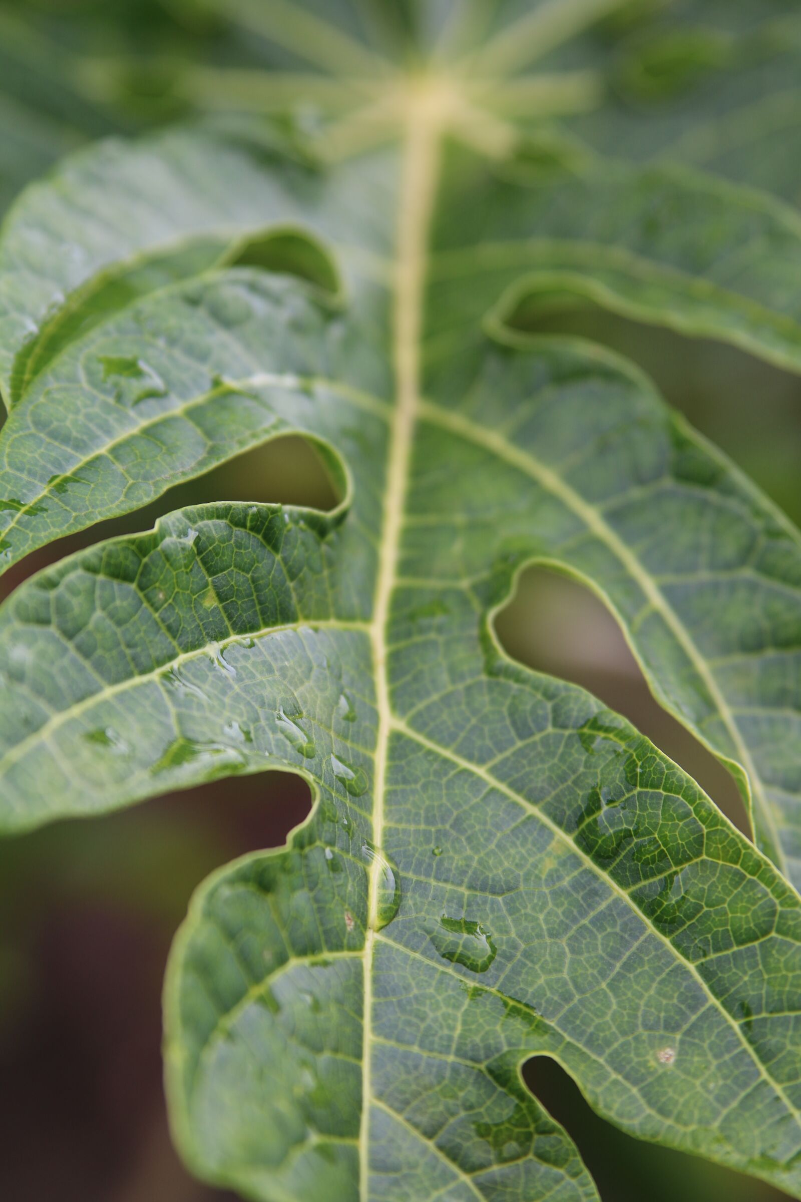 Canon EOS 70D sample photo. Leaves, green, nature photography