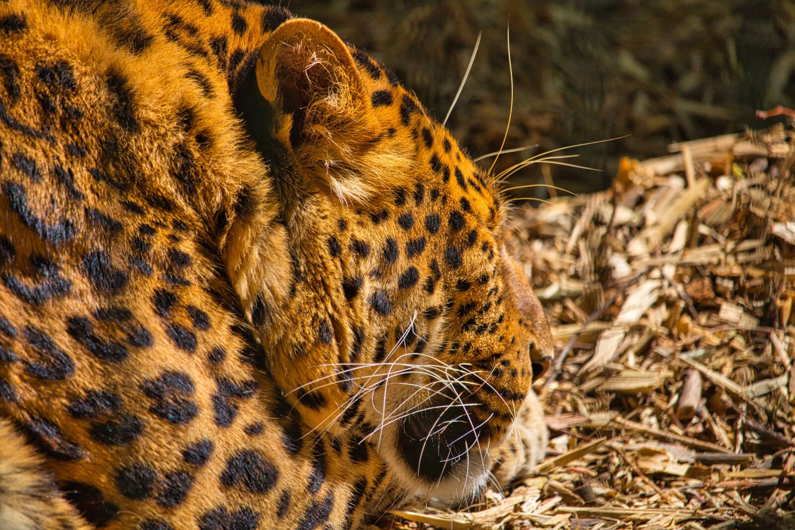 Canon EOS 100D (EOS Rebel SL1 / EOS Kiss X7) + Canon EF-S 55-250mm F4-5.6 IS STM sample photo. Leopard, sleeping cat, animal photography