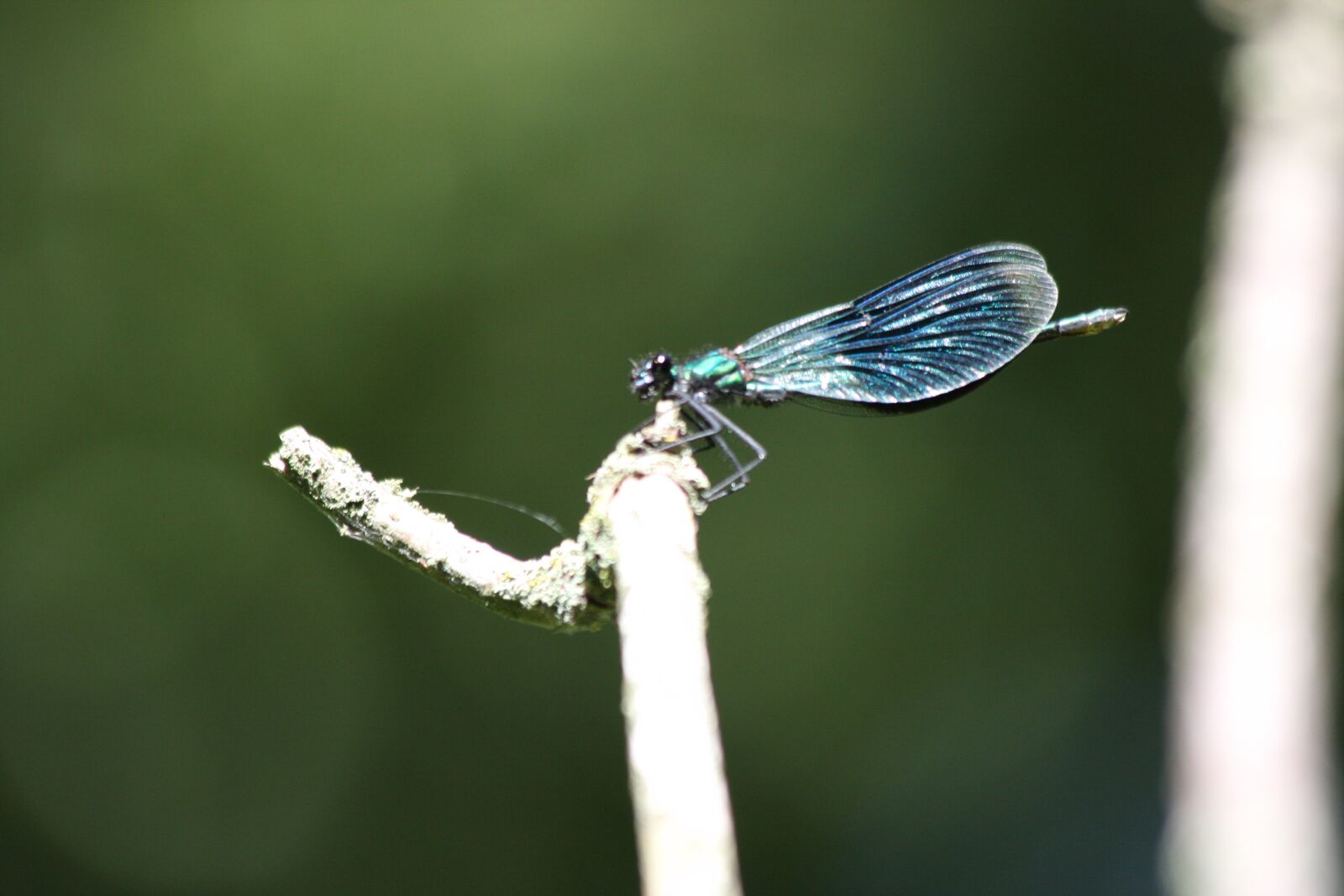 Canon EOS 40D sample photo. Insect, dragonfly, closeup photography