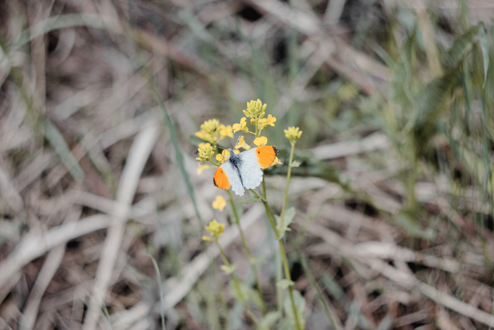 Canon EOS 550D (EOS Rebel T2i / EOS Kiss X4) sample photo. Butterfly, white, orange photography