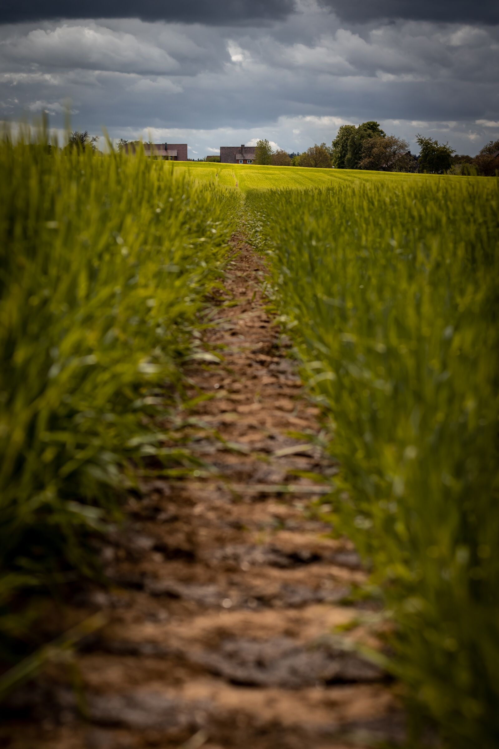 Canon EOS 77D (EOS 9000D / EOS 770D) + Canon EF 50mm F1.8 STM sample photo. Field, horror, landscape photography