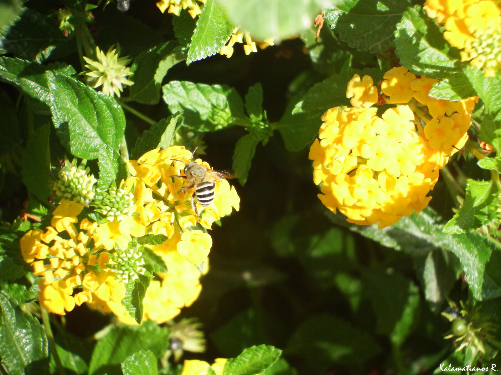 Fujifilm FinePix S1 sample photo. Bee, diptera, flower, insect photography