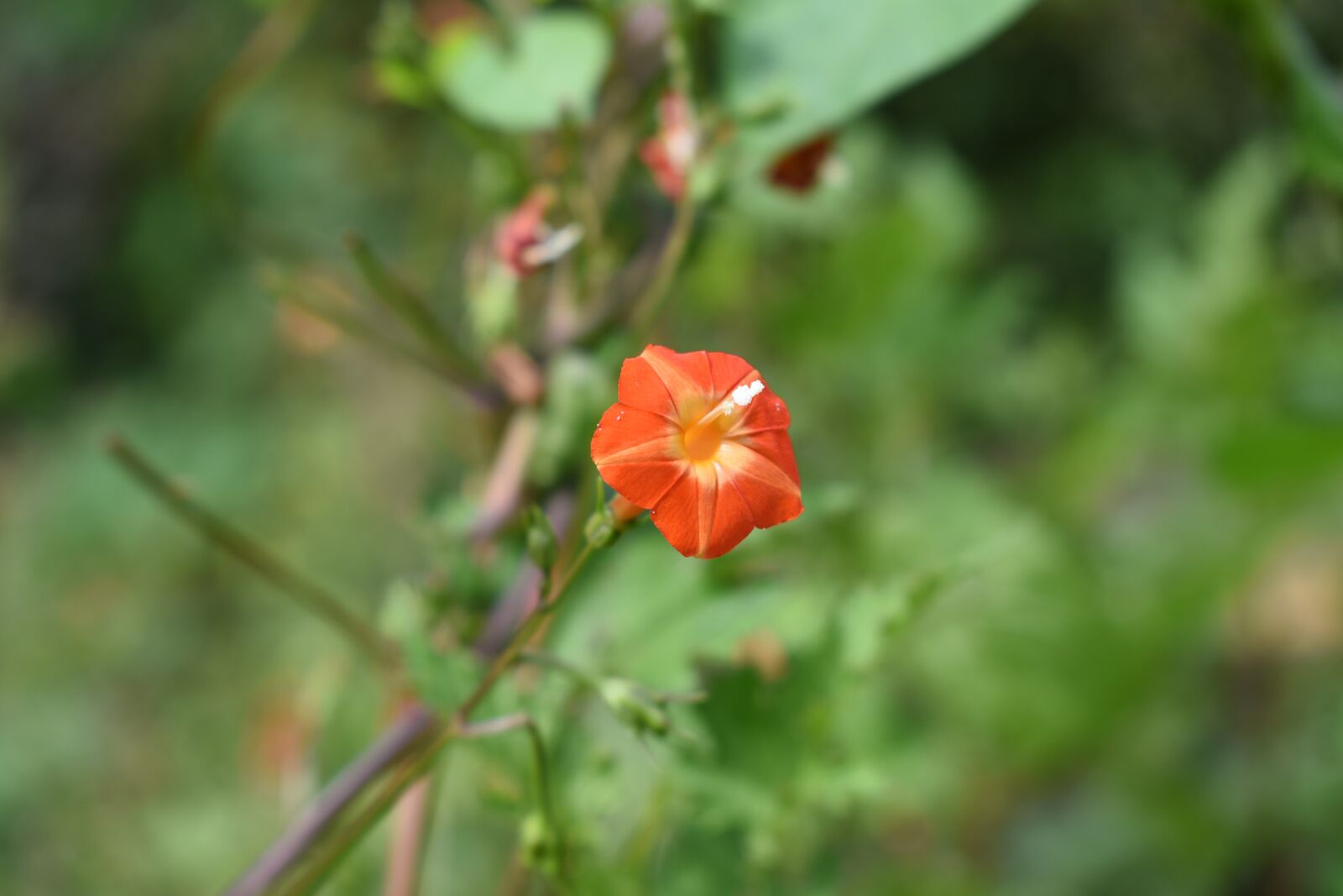 Nikon D750 sample photo. Flowers, morning glory, red photography