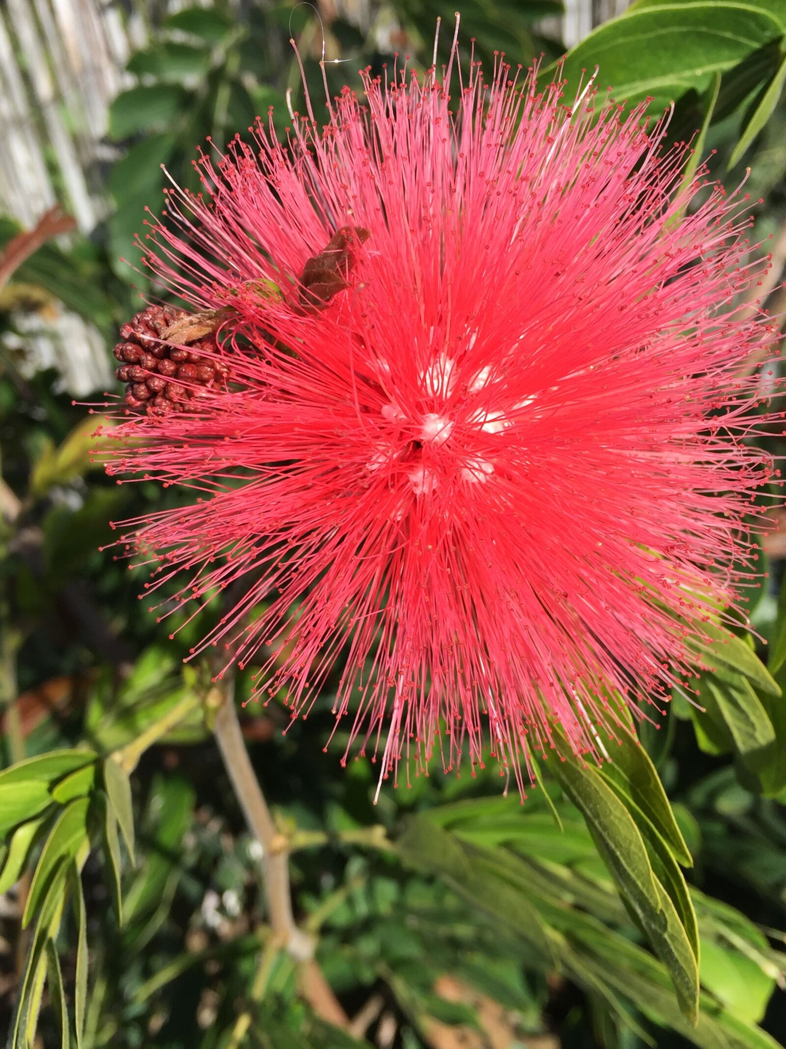 Apple iPhone 6 sample photo. Bottlebrush, plant, flower, green photography