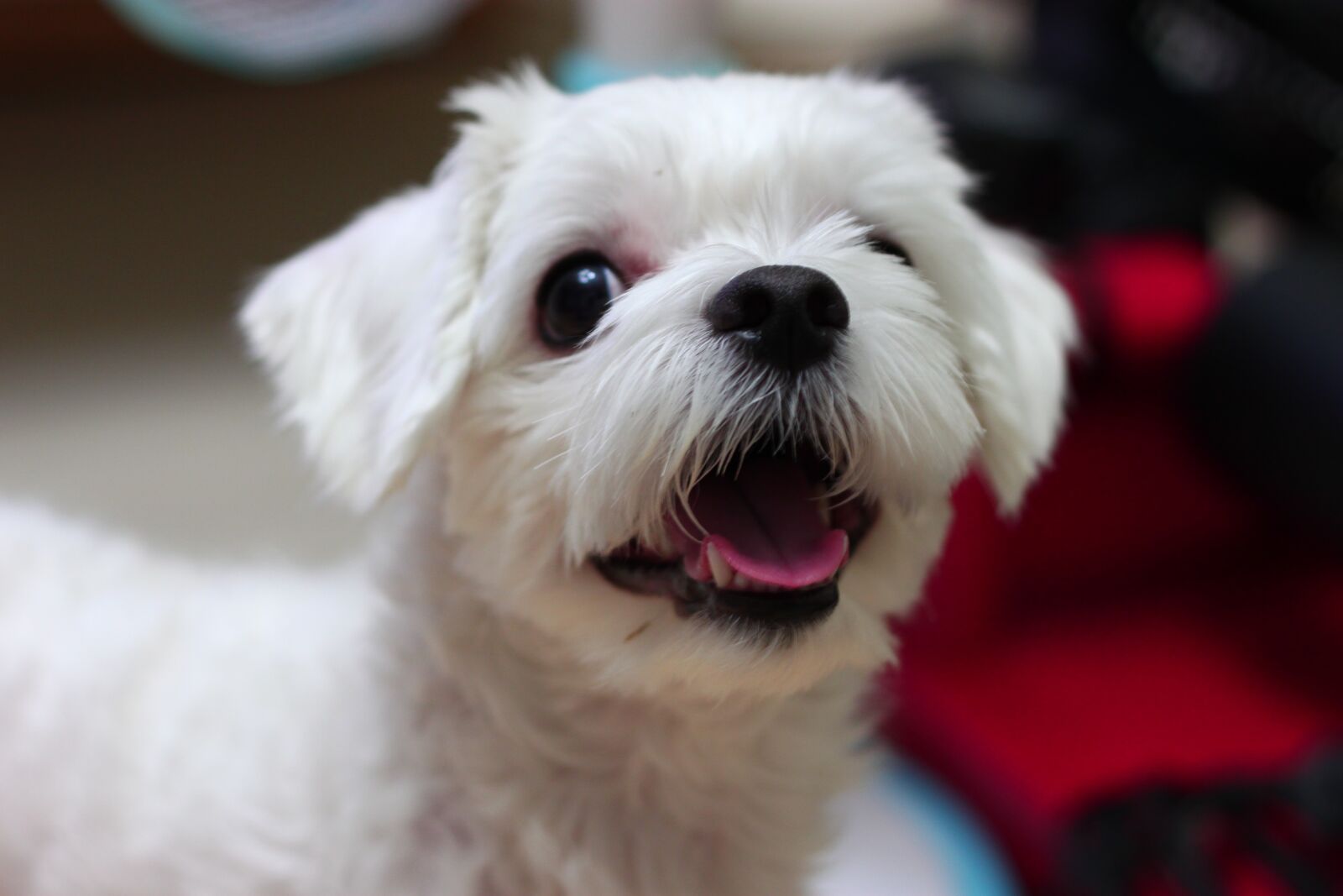 Canon EOS 500D (EOS Rebel T1i / EOS Kiss X3) sample photo. Dog, puppy, animal photography