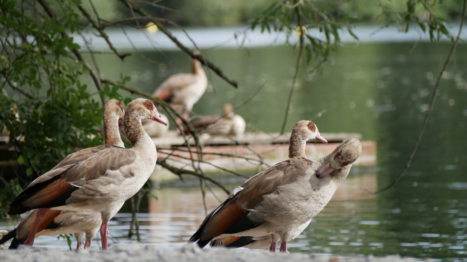Panasonic Lumix DMC-GX85 (Lumix DMC-GX80 / Lumix DMC-GX7 Mark II) sample photo. Geese, boy, waterfowl photography