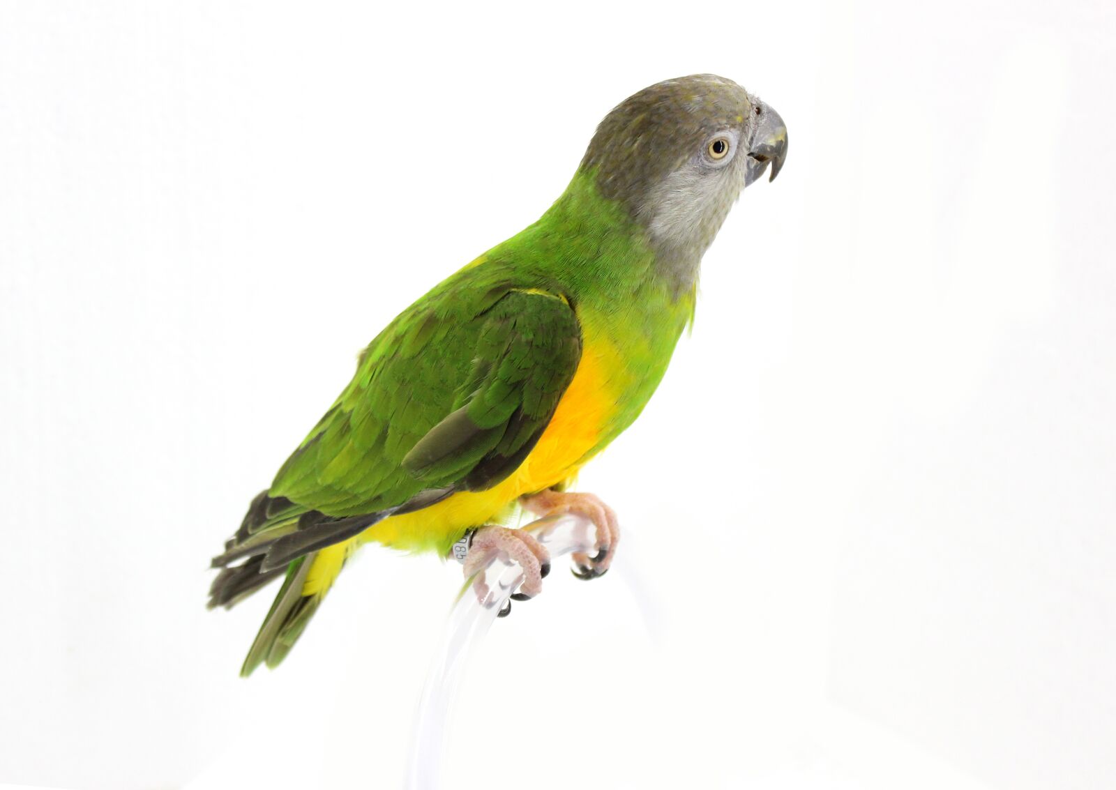 Canon EOS 600D (Rebel EOS T3i / EOS Kiss X5) sample photo. Parrot, senegal parrot, bird photography