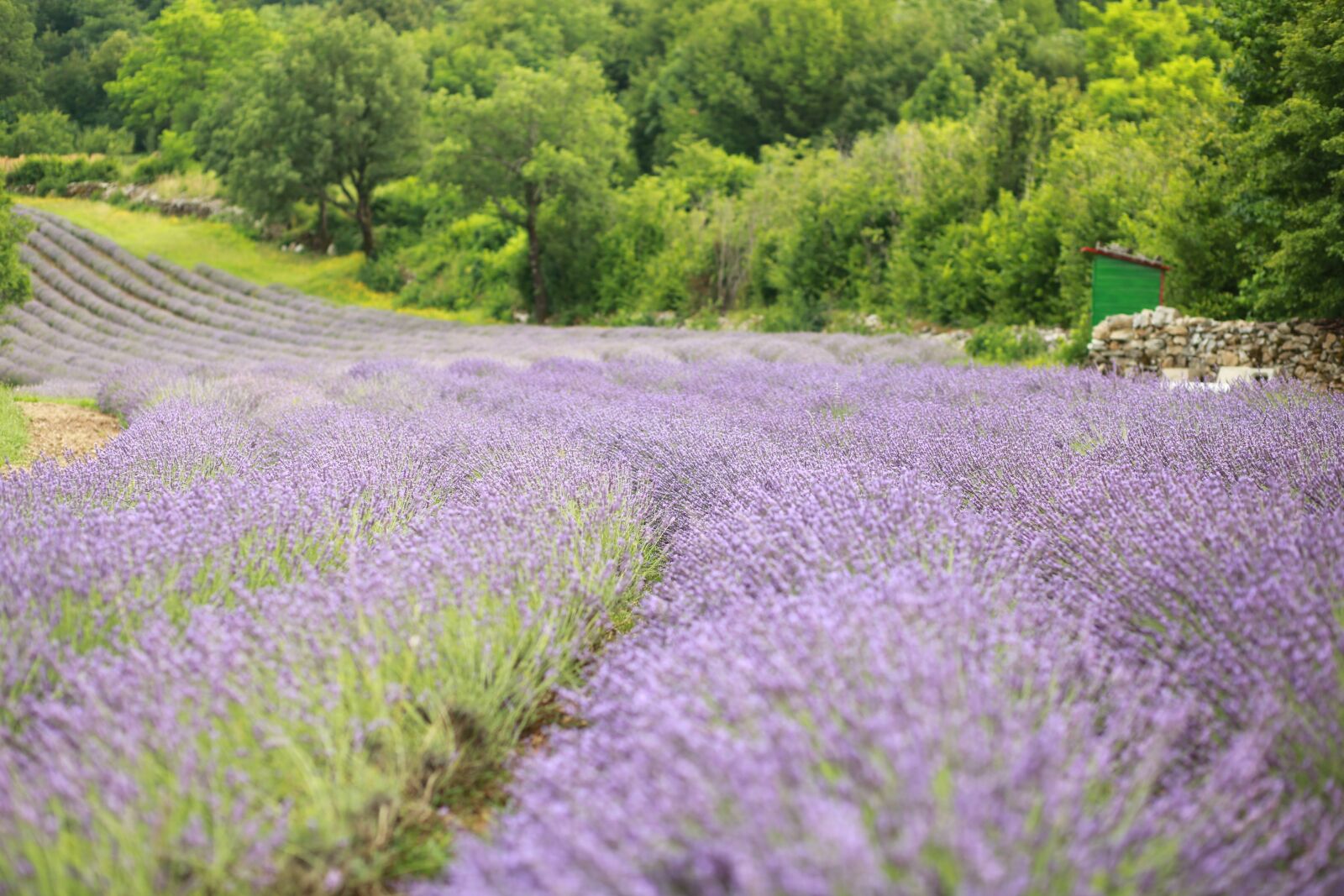 Canon EF 85mm F1.8 USM sample photo. Lavender, fields, violet photography