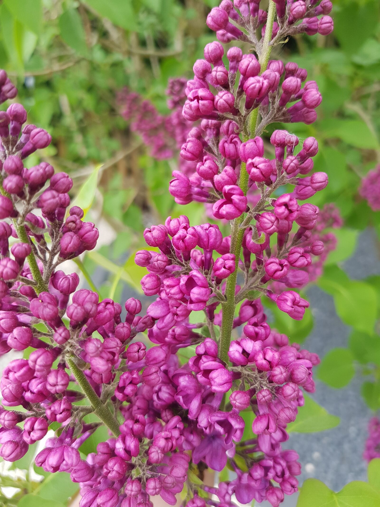 Samsung Galaxy S8 sample photo. Flower, nature, plant photography