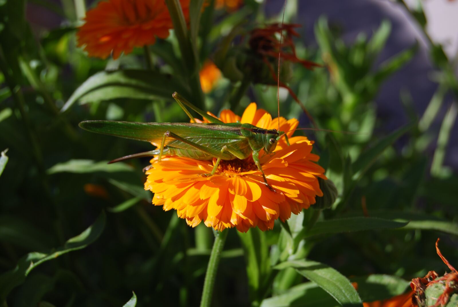 Nikon D40X sample photo. Grasshopper, insect, nature photography