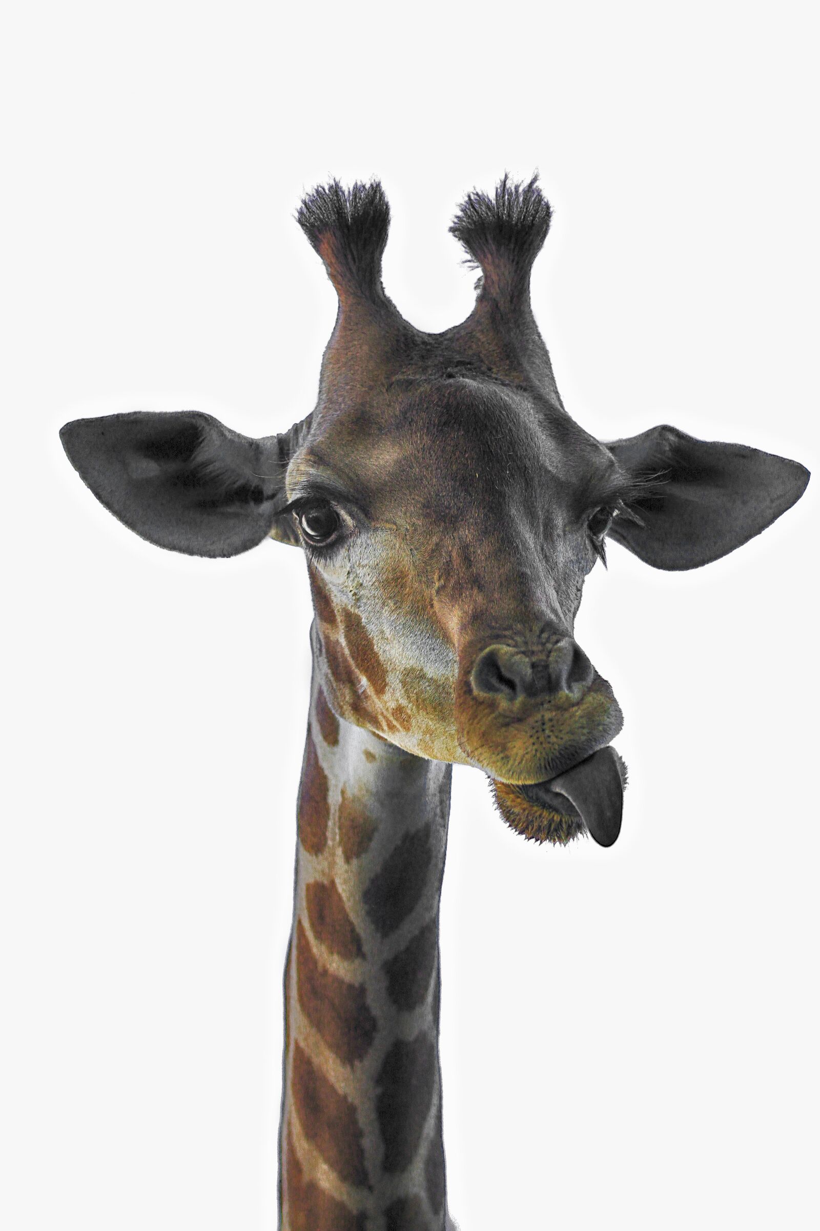 Canon EOS 7D sample photo. Giraffe, animal, mammal photography