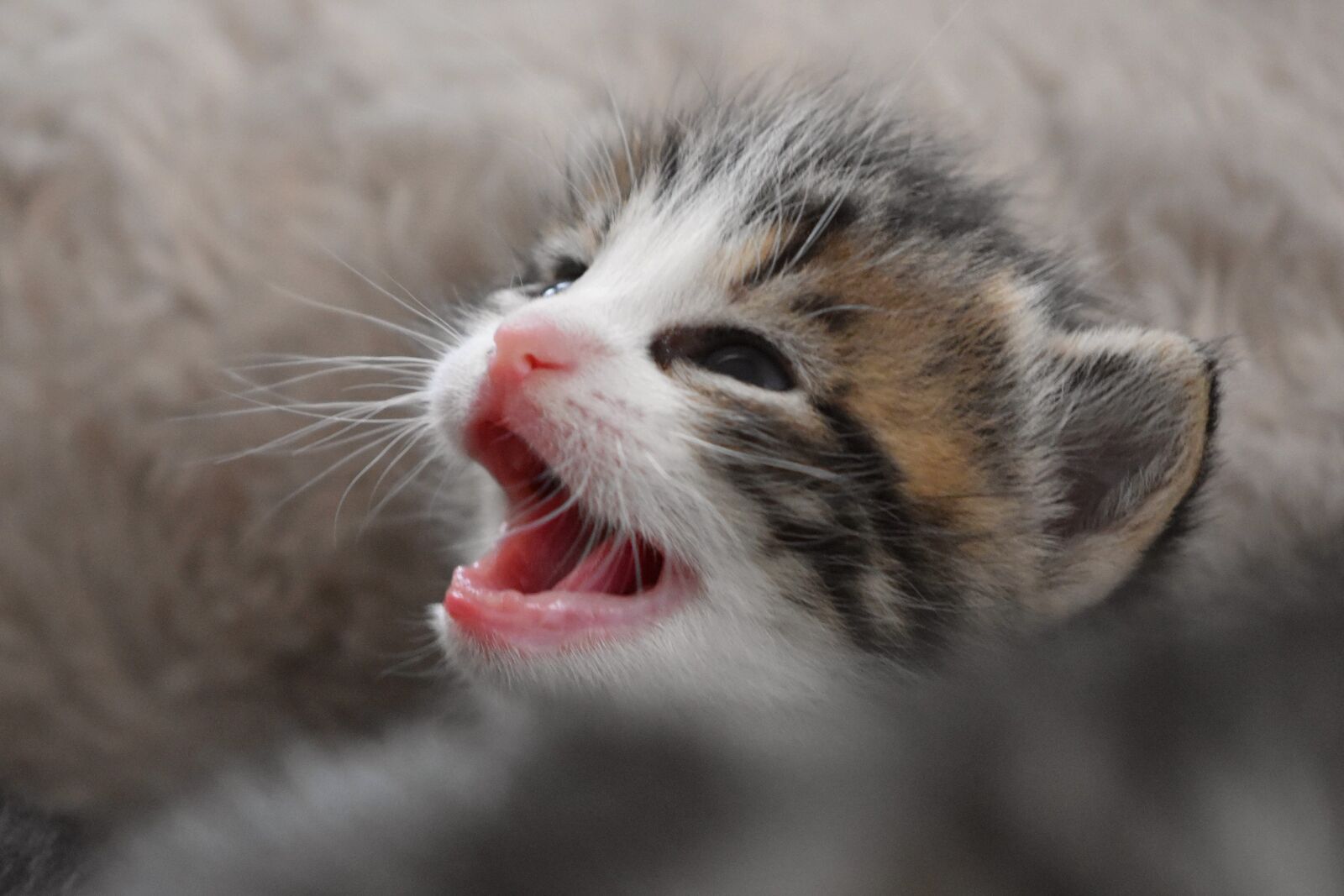 Nikon D5600 sample photo. Cat baby, cat, kitten photography