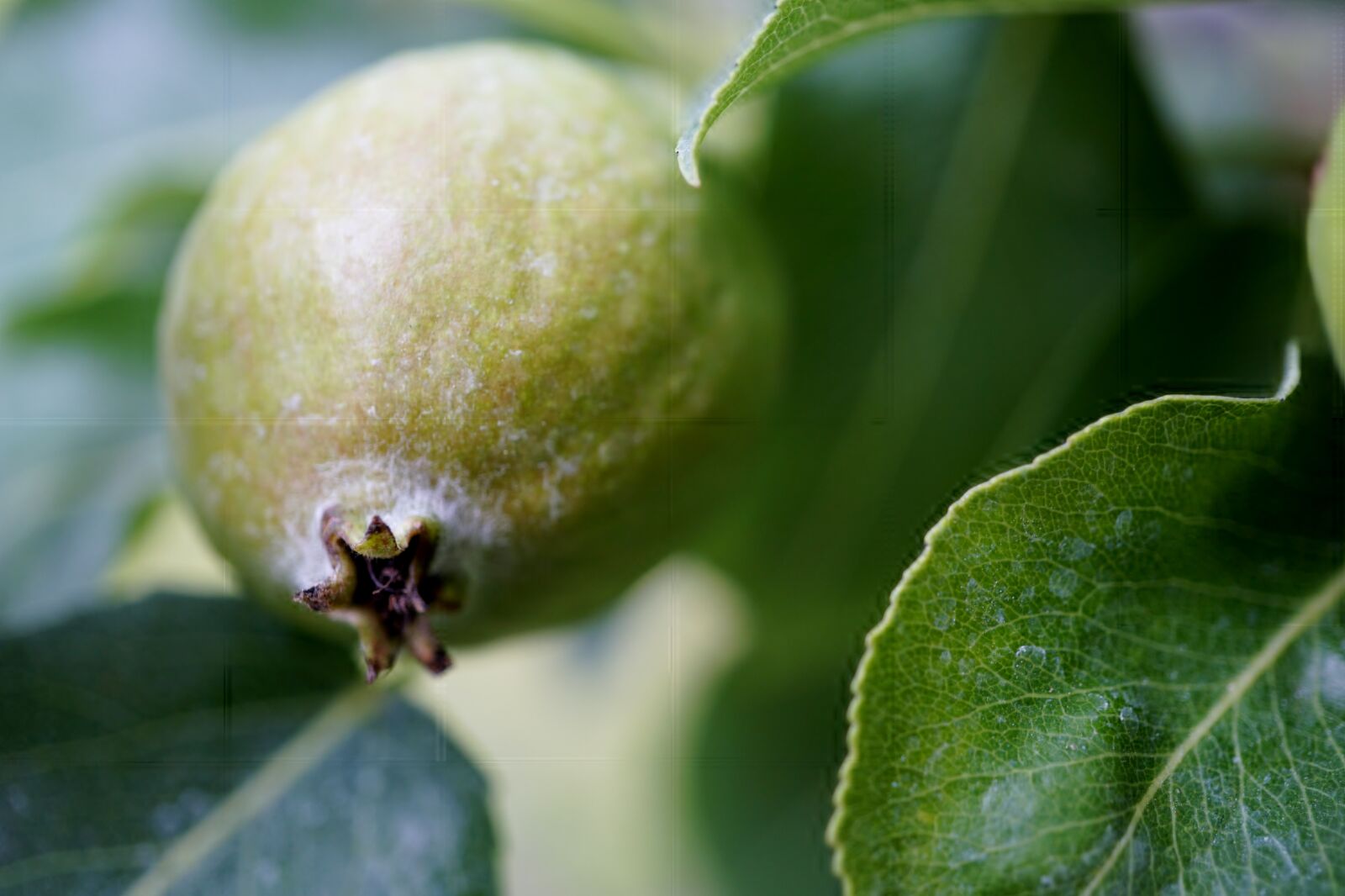 Sony E 30mm F3.5 Macro sample photo. Pear, fruit tree, fruit photography