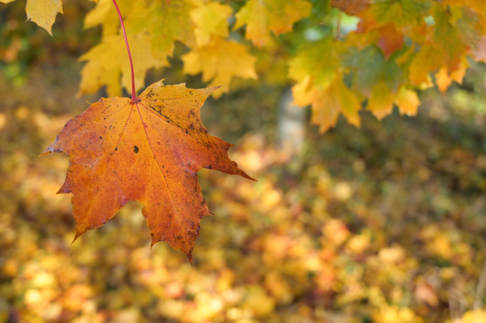 Nikon Z6 sample photo. Autumn, maple leaf, leaves photography