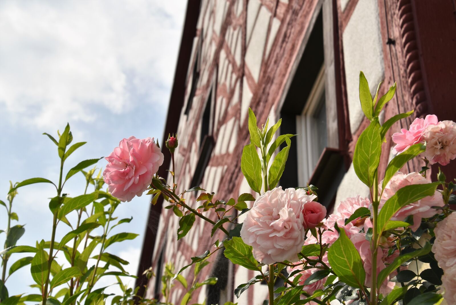 Nikon D5600 sample photo. Rose, flower, old house photography