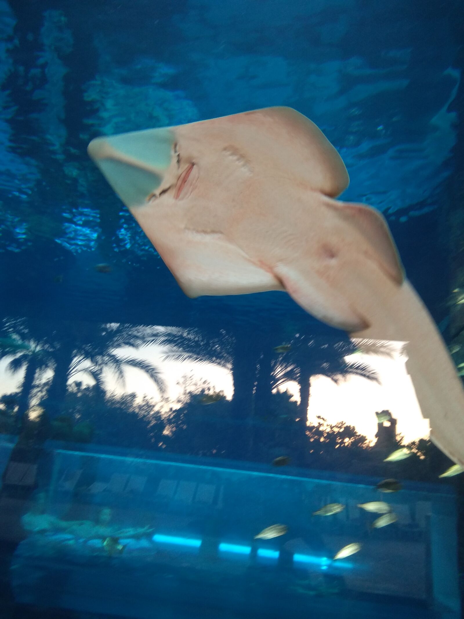 Xiaomi Redmi Note 4 sample photo. Ramp, fish, water photography