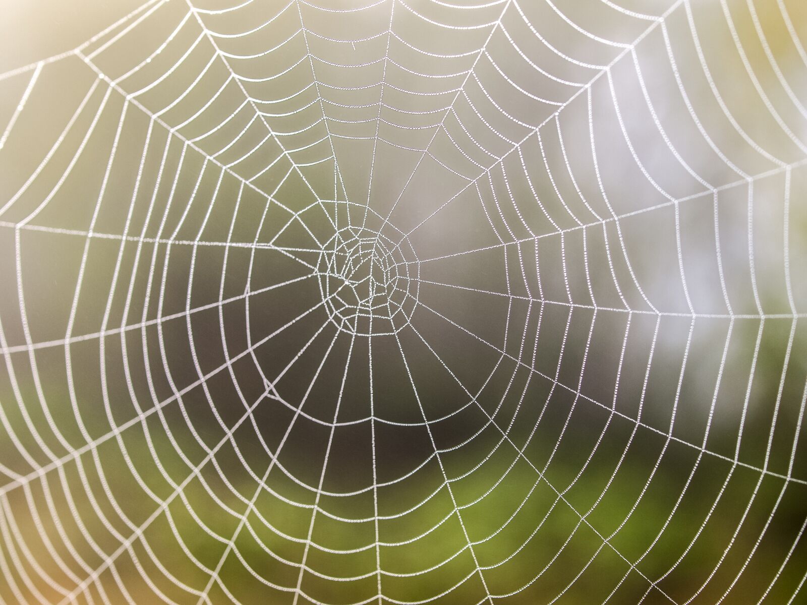 Olympus E-520 (EVOLT E-520) + OLYMPUS 35mm Lens sample photo. Cobweb, nature, spider photography