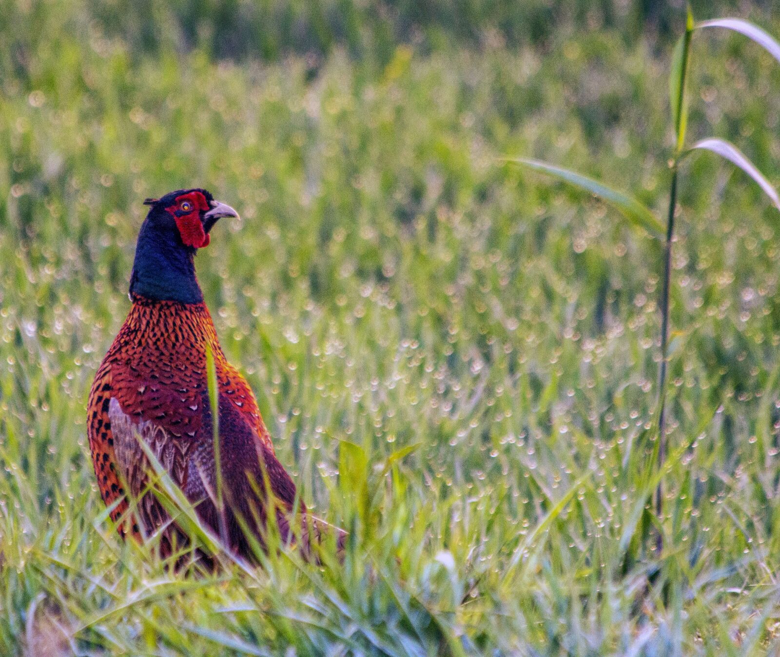 Canon EF 70-300mm F4-5.6 IS USM sample photo. Pheasant, in, the photography