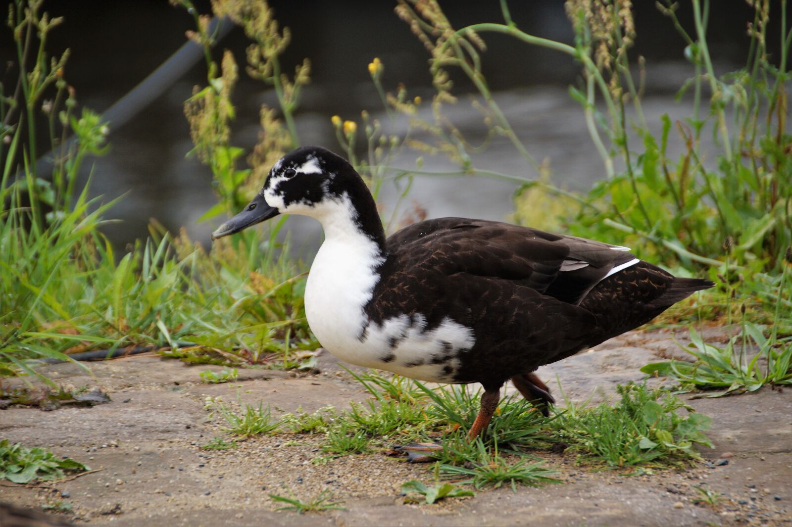 Sony SLT-A58 sample photo. Duck, water bird, muscovy photography
