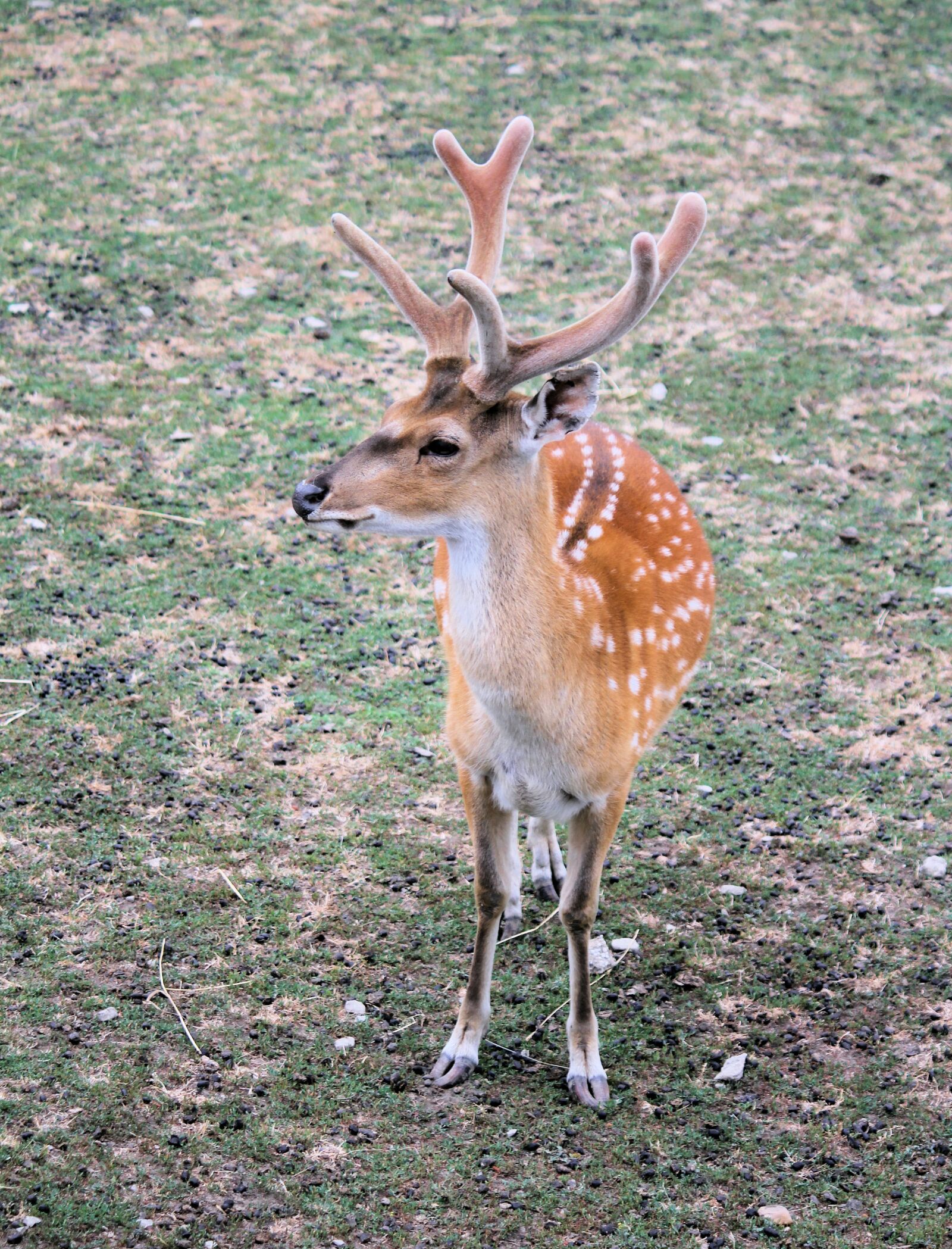 Canon EOS 550D (EOS Rebel T2i / EOS Kiss X4) sample photo. Hart, sika, male photography