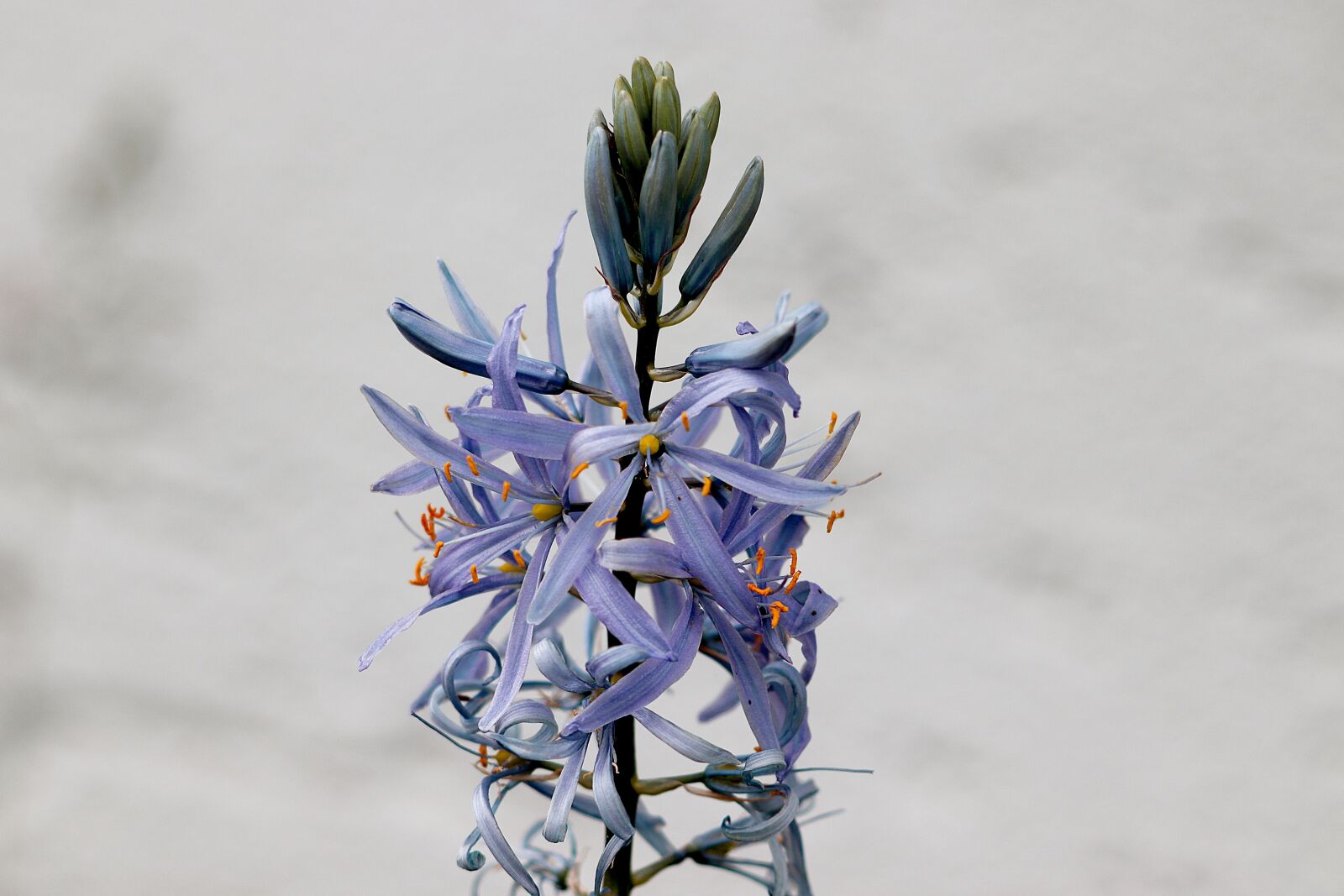 Canon EOS 77D (EOS 9000D / EOS 770D) sample photo. Blossom, bloom, flower photography