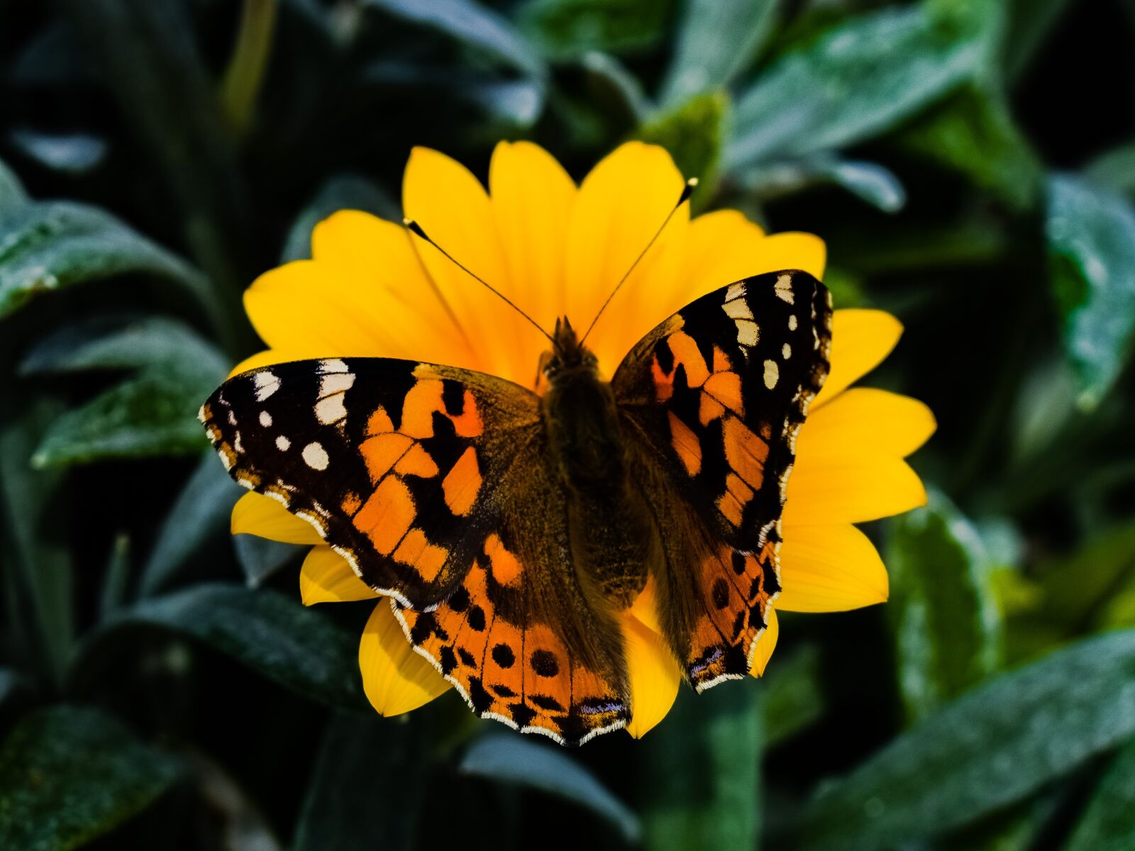 Nikon D3300 sample photo. Butterfly, nature, insect photography