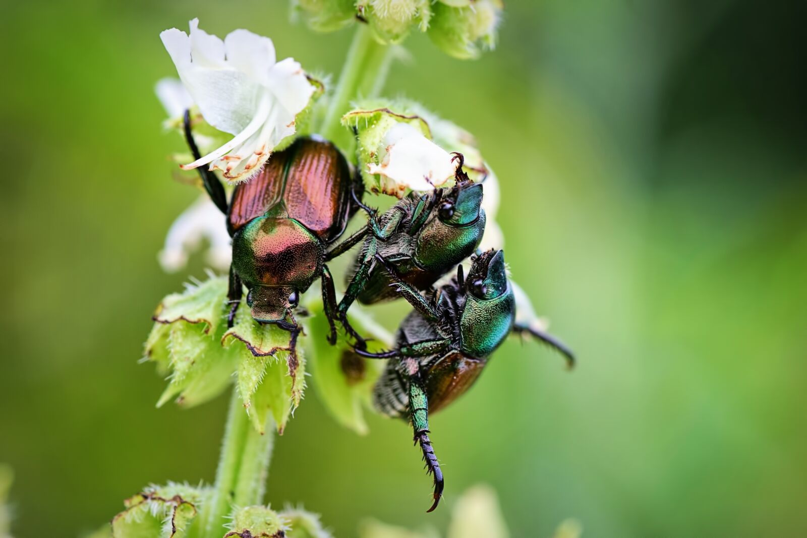 Canon EOS 5D Mark III sample photo. June bugs, insects, bugs photography