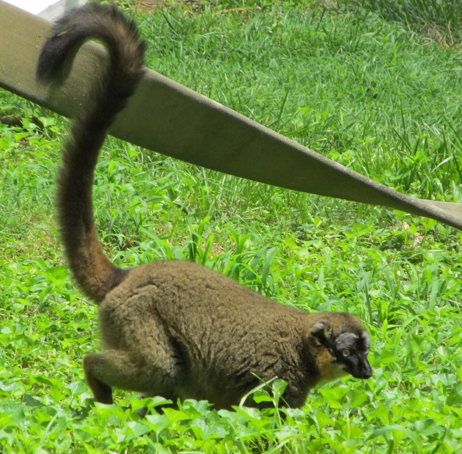Canon PowerShot SX130 IS sample photo. Red lemur, wildlife, madagascar photography