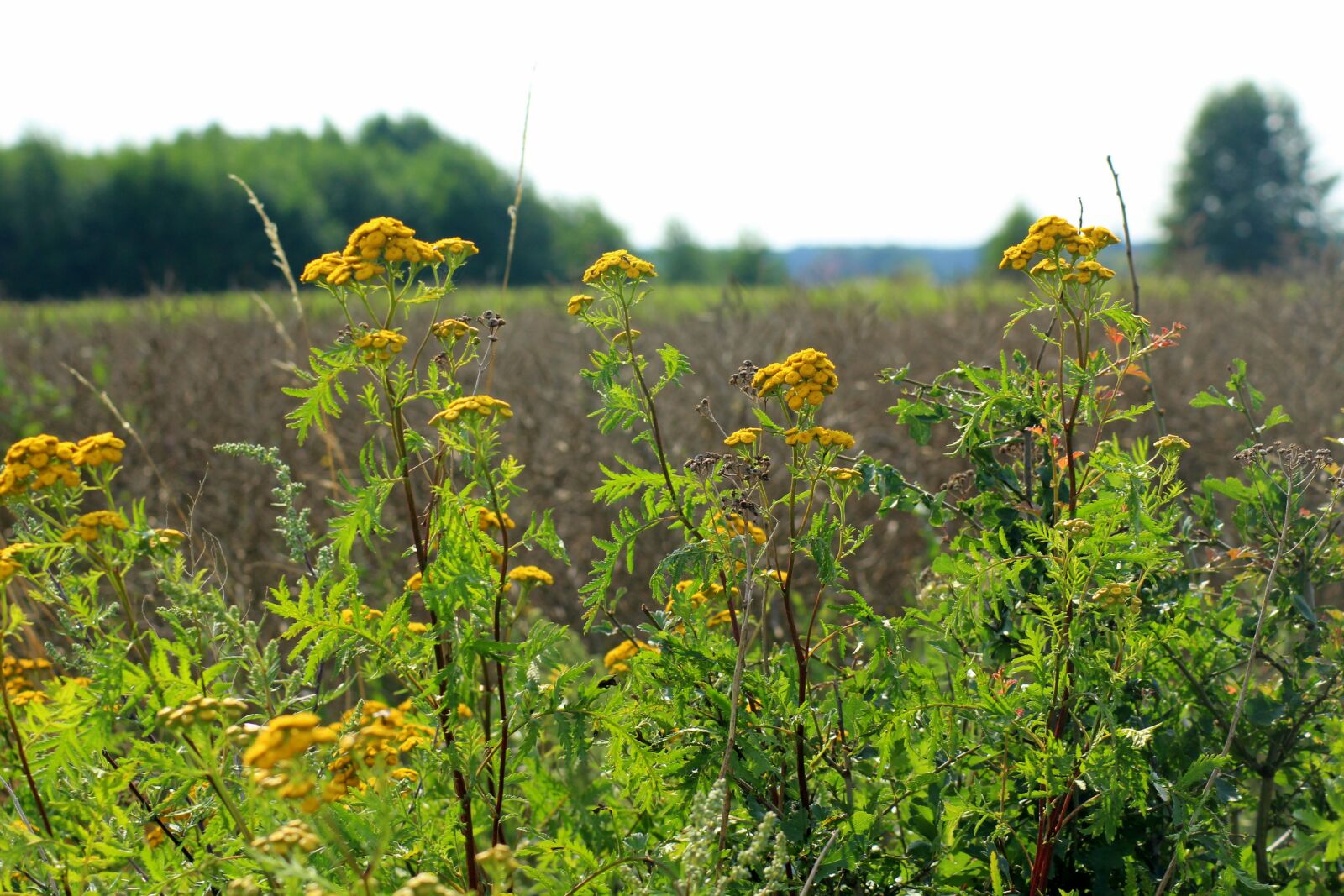 Canon EOS 1200D (EOS Rebel T5 / EOS Kiss X70 / EOS Hi) sample photo. Tansy, field, landscape photography