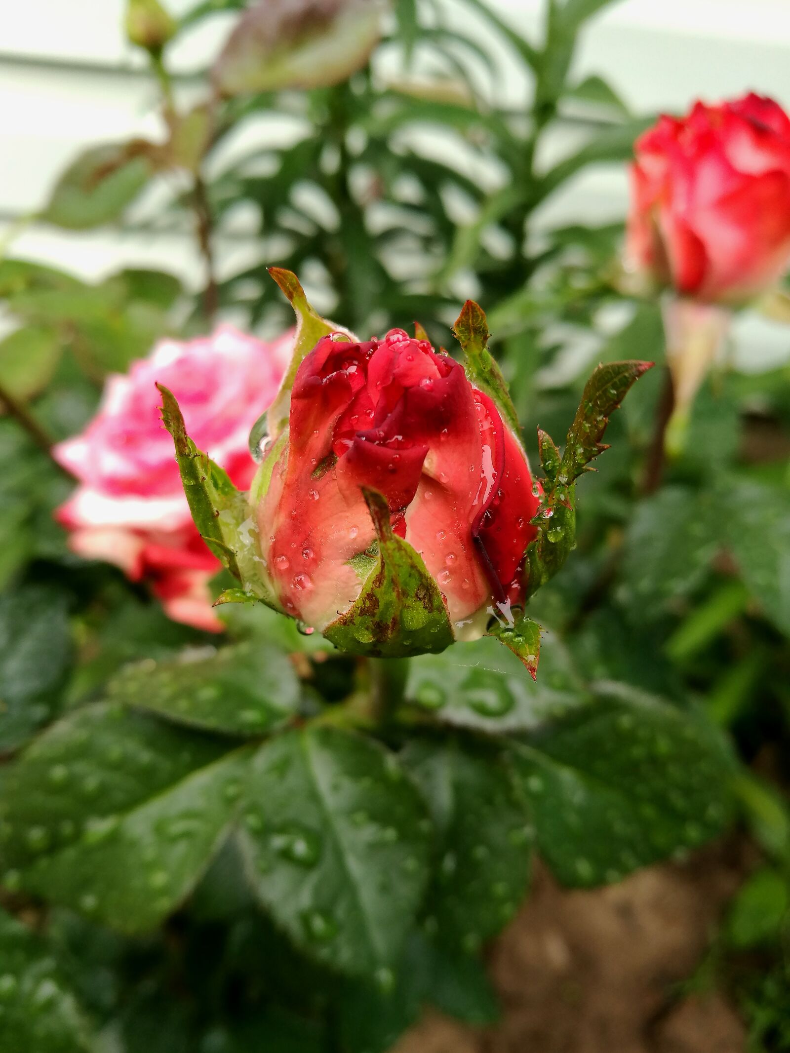 HUAWEI P9 sample photo. Rose, garden, red rose photography